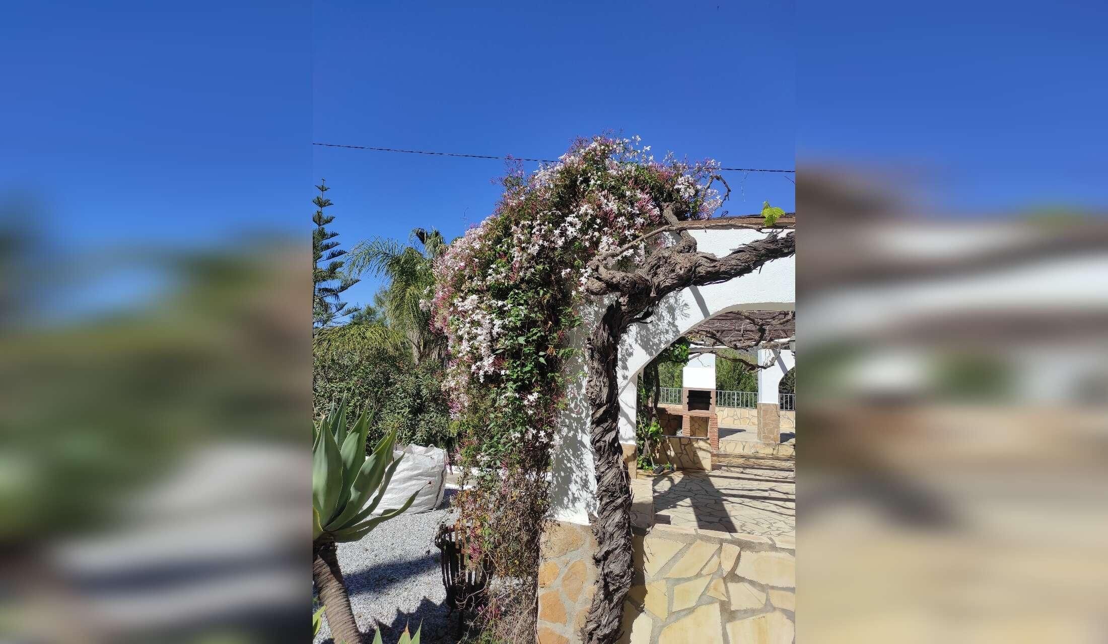 Private hillside 2 acre house 20 minutes from the sea and Tejeda National Park in southern Spain - Image 2