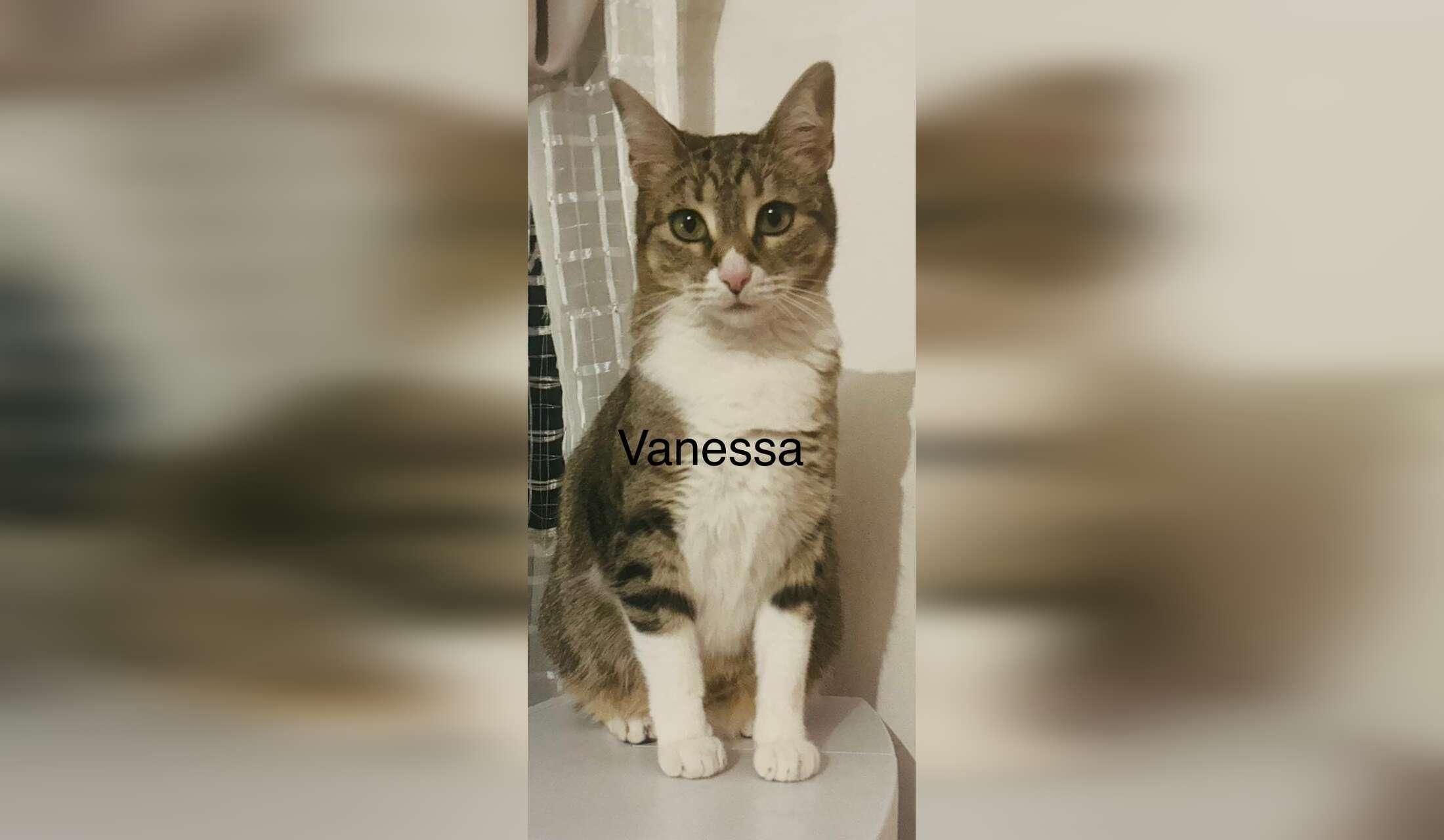 Interviewing for cat sitter - Image 6