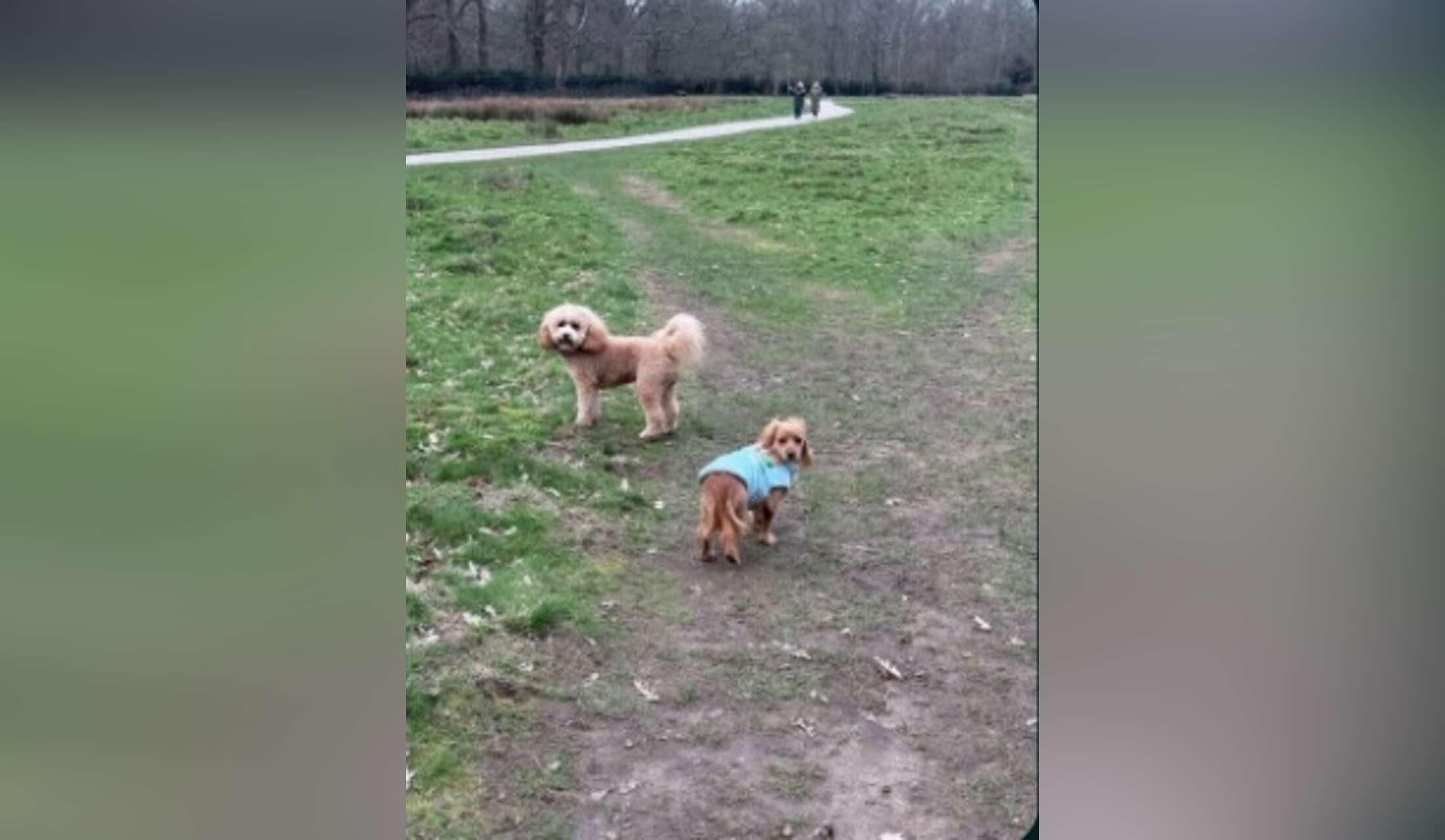 Nice house-sit in TW11 with good airy place and nice mini Labradoodle - Image 5