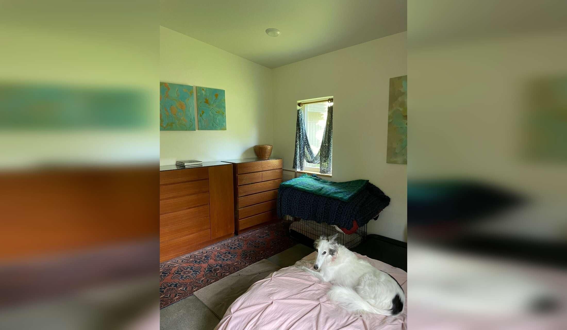 Stay in Beautiful Ithaca, with a windhound, an Abyssinian kitten and rescue black cat.  One bedroom home, central air, private yard, & painting studio. 2 week stay - Image 8