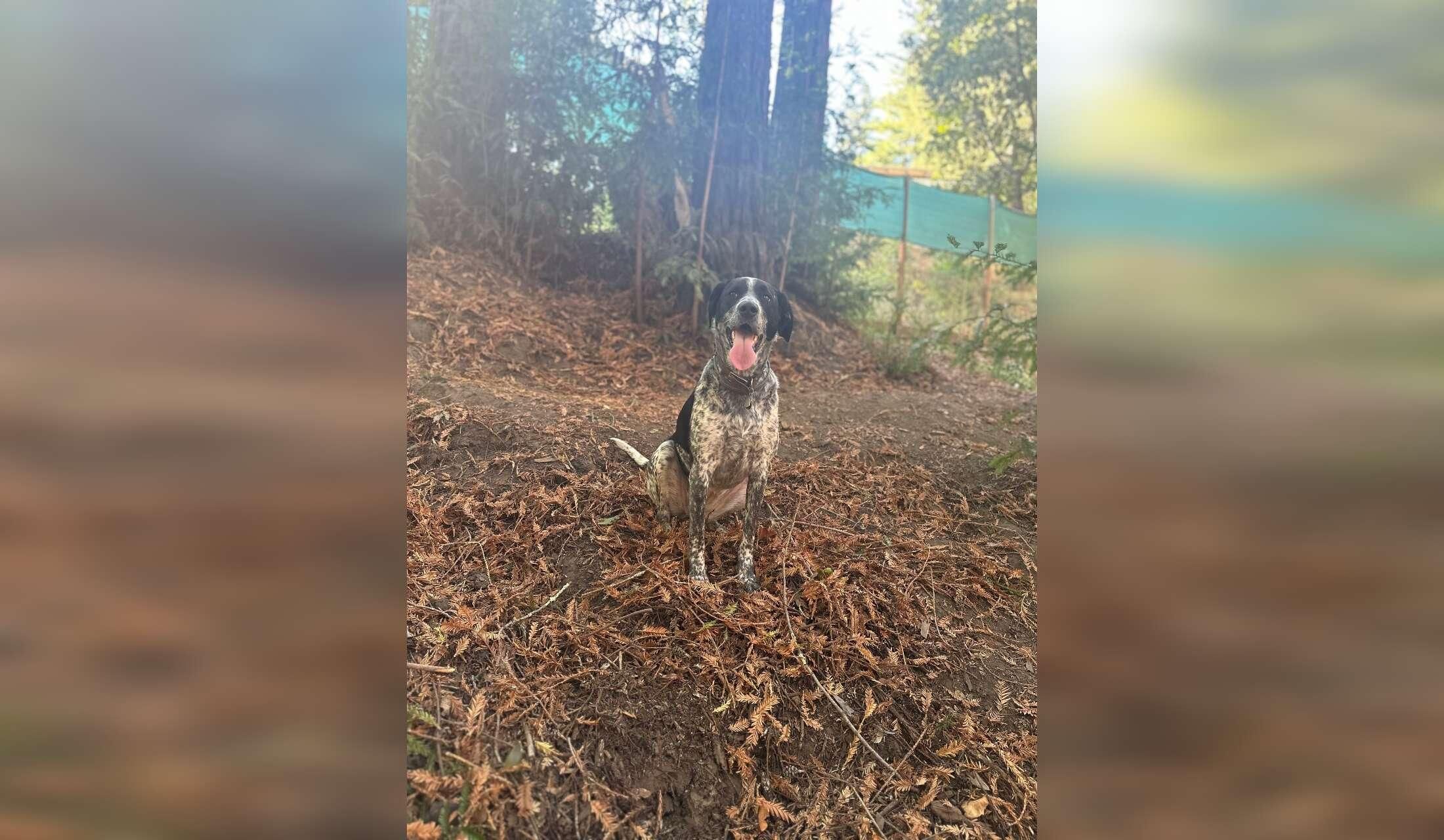 Beautiful Milton GA home with a friendly, well trained, German Shorthaired Pointer. Spacious, quiet setting. Perfect for a sitter who enjoys peaceful surroundings and caring for a loving dog who loves walks in nature - Image 3