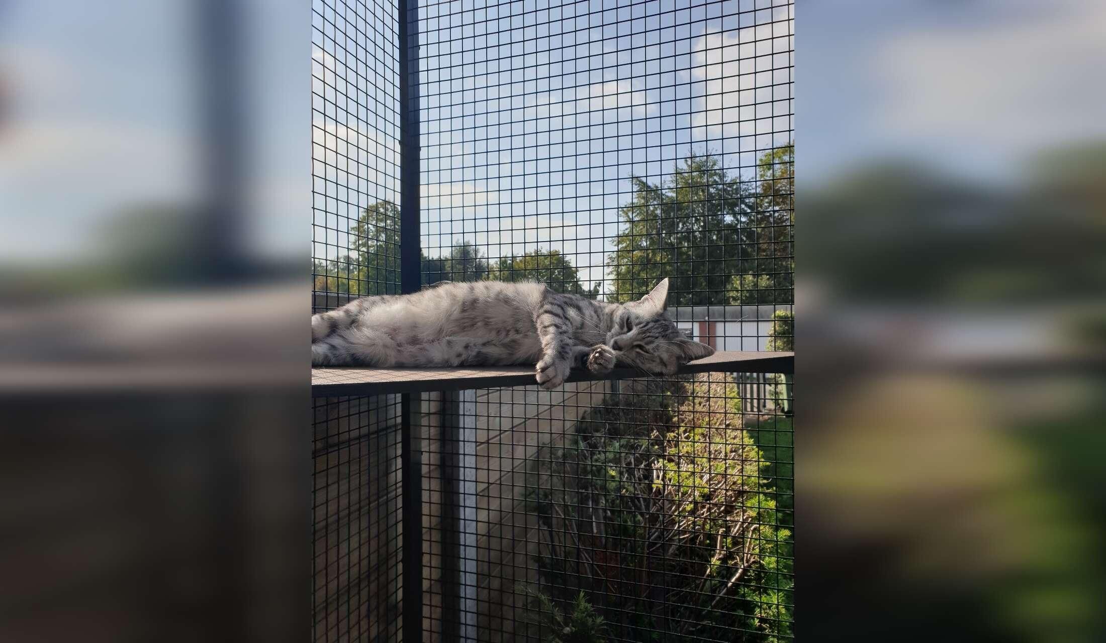 4 cats in nice appartment. 5KM van centrum Antwerpen