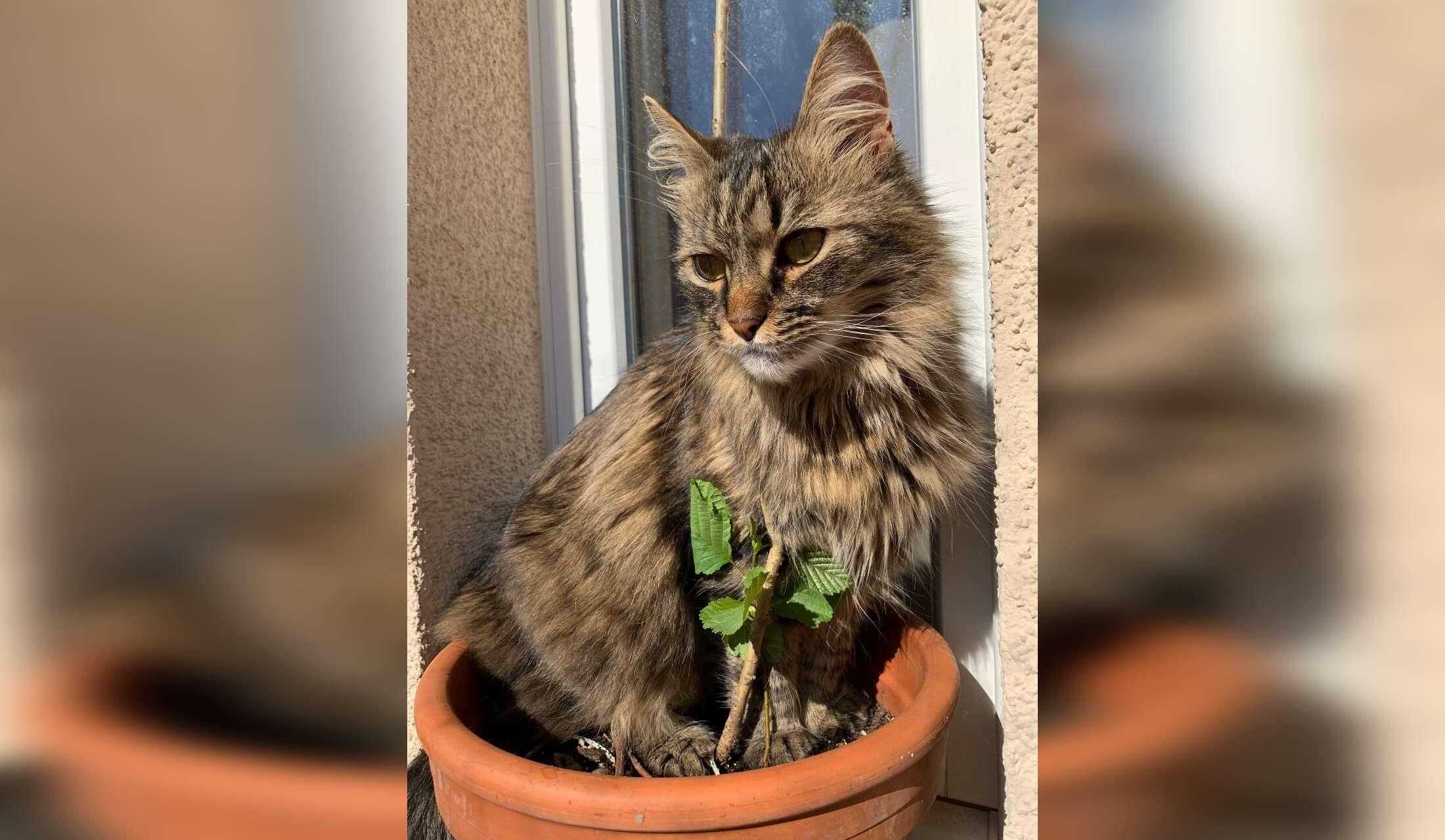 Sweet Muki is looking for a loving cat sitter