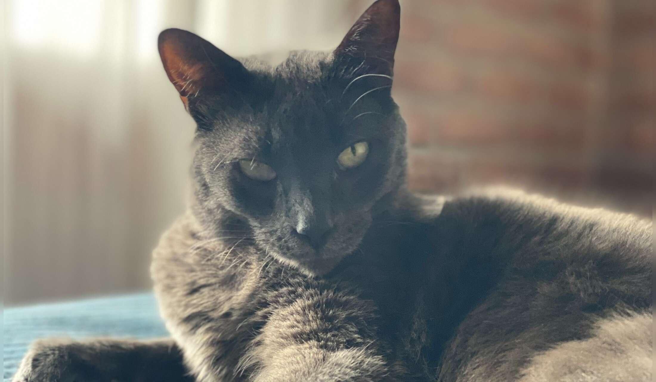 House/animal sitter in southern Ecuadorian Andes - Image 3