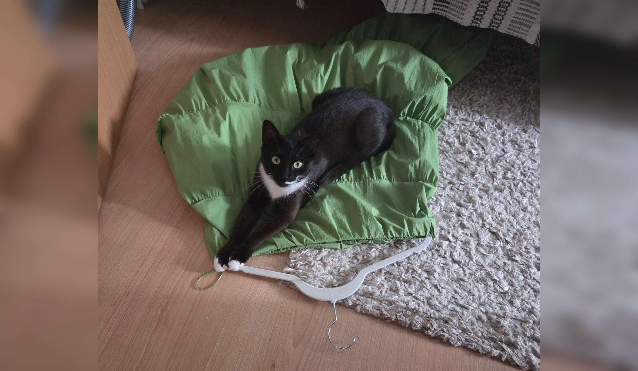 Mika needs a friend - Image 7