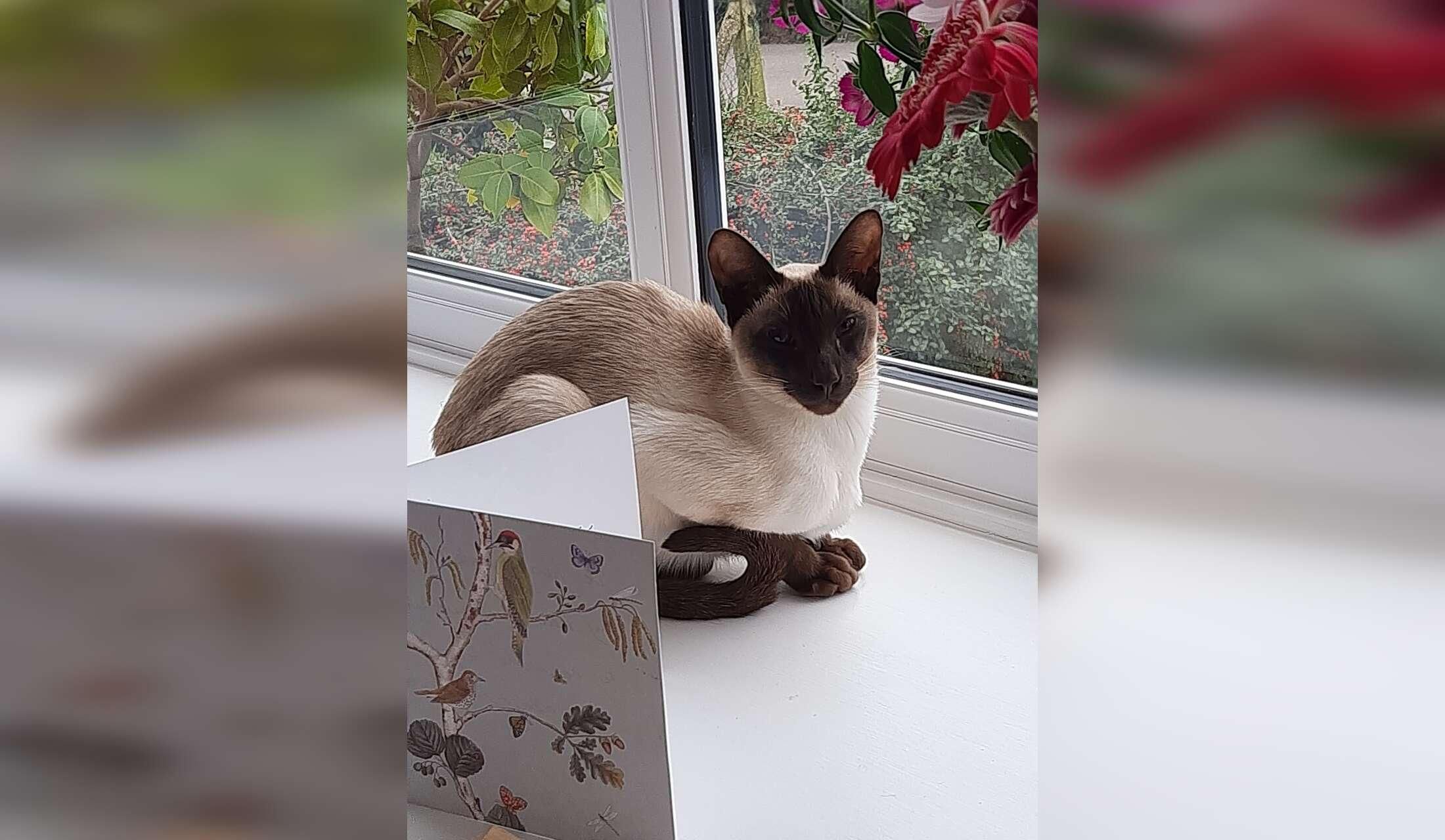English Country Home in a Bedfordshire village with  an adorable young Siamese cat