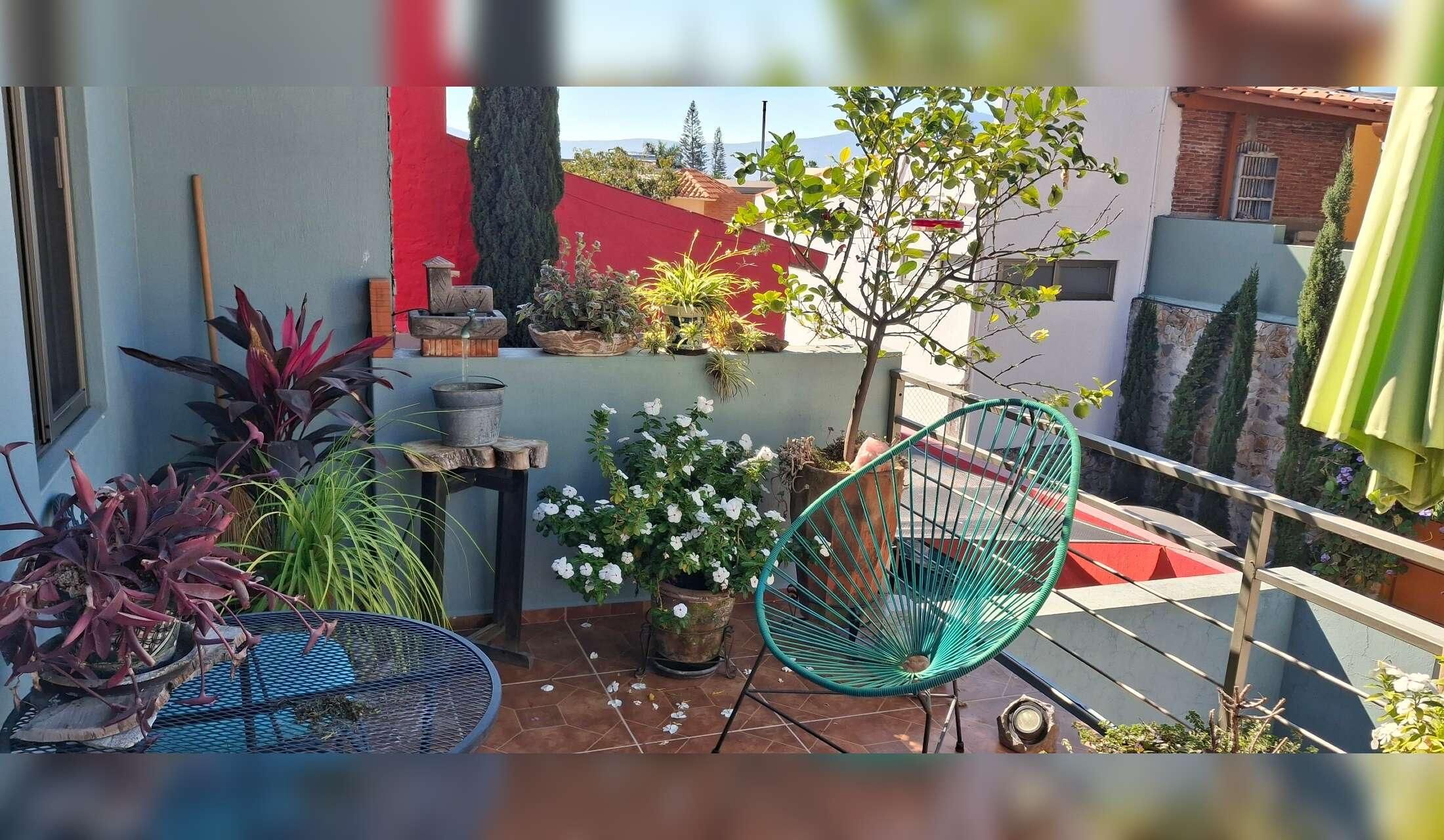 Ajijic, Mexico Apartment - Care for Cat, Potted Plants and Hummingbirds