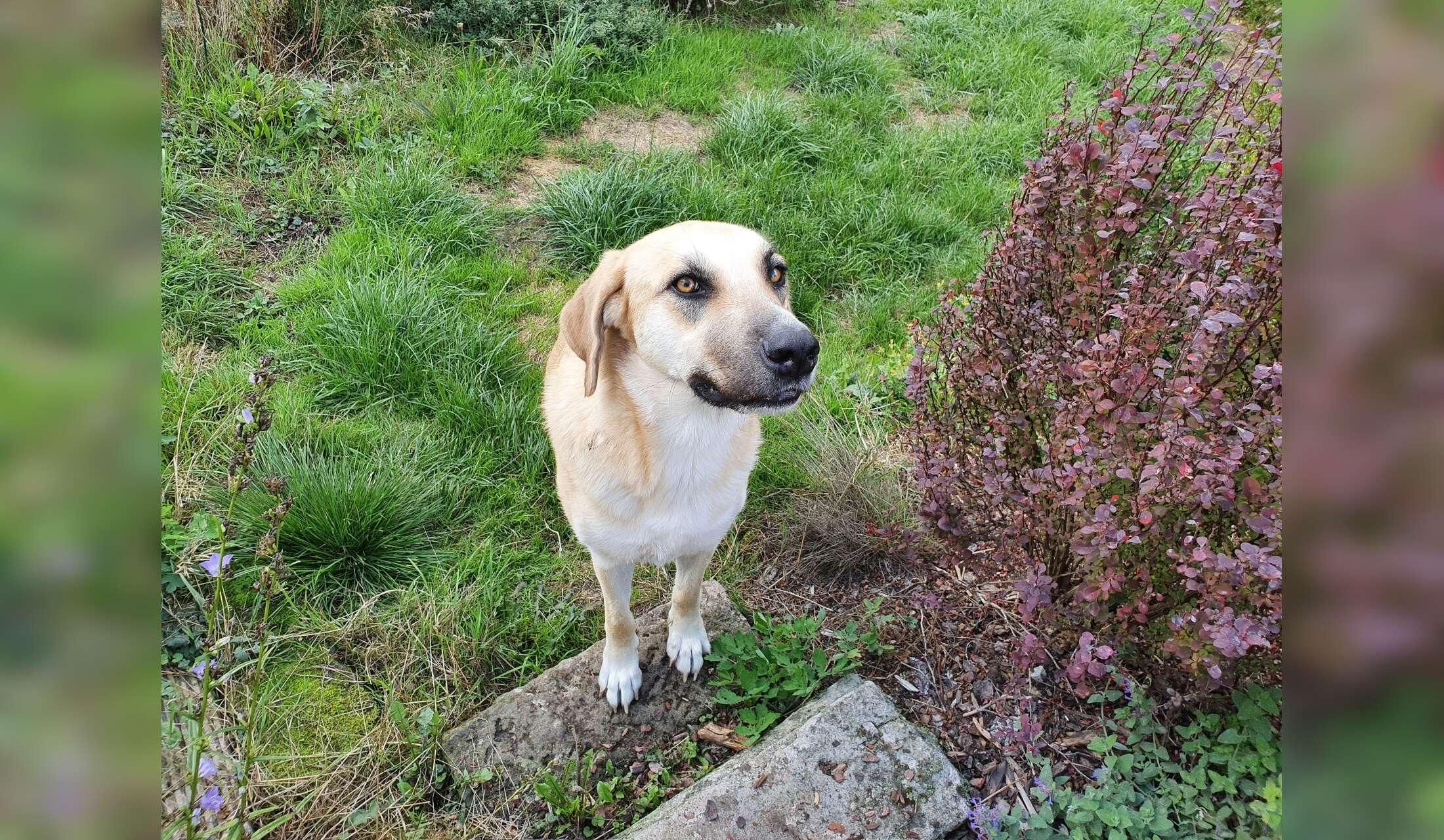 Peaceful house sit with our lovely dog Runa near Dresden / Germany - Image 9