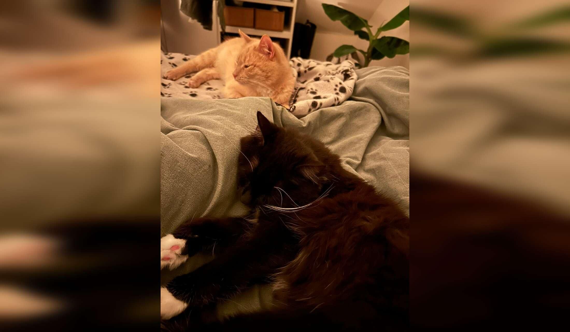 Taking care of 2 cute cats and our house for 2,5 months - Image 8