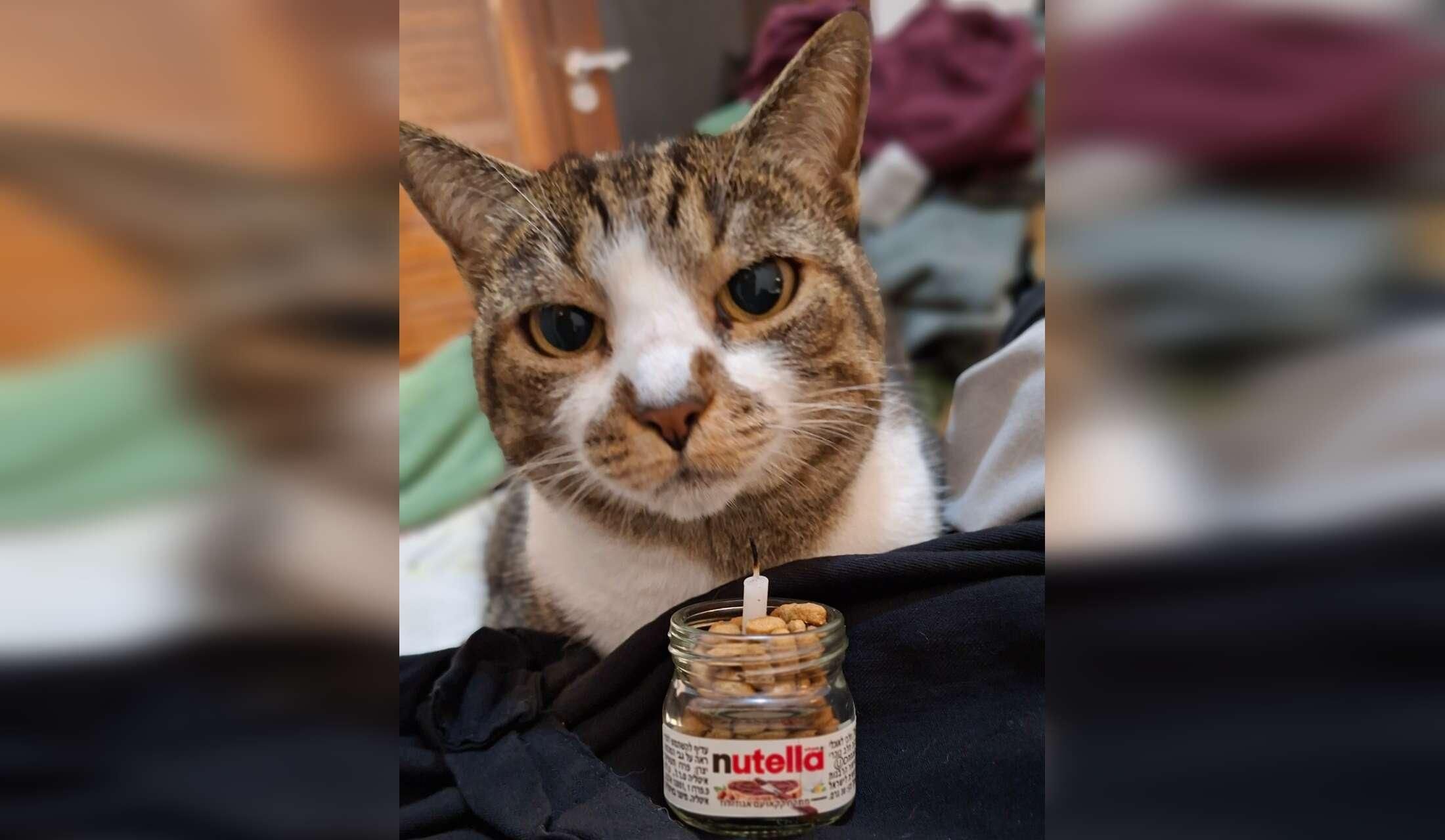 Devoted cat family sitter. Your kitty's best friend while you're away - Image 5