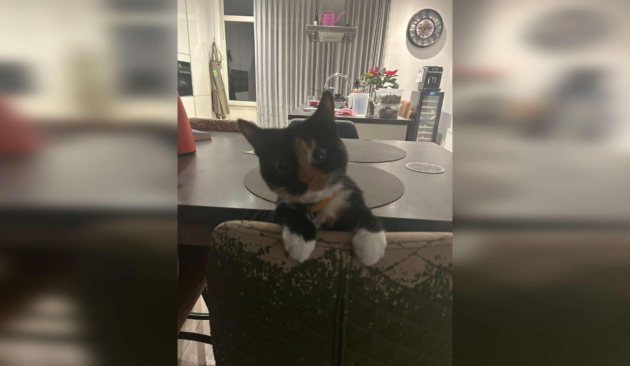 Three queens (cats) are looking for a pet sitter - Image 2