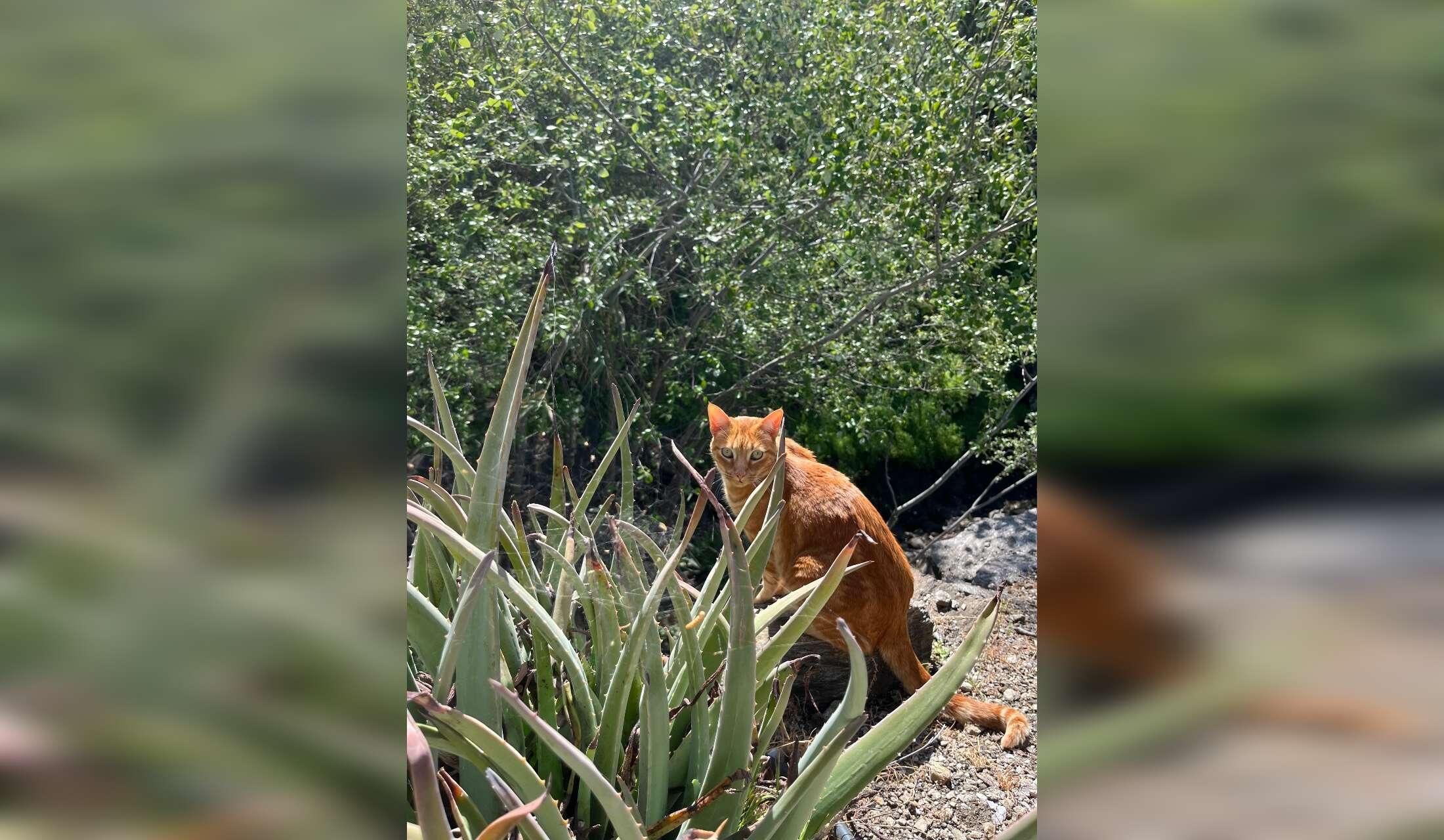 Cat sitting in Torrox campo - Malaga province Andalucia - Image 5