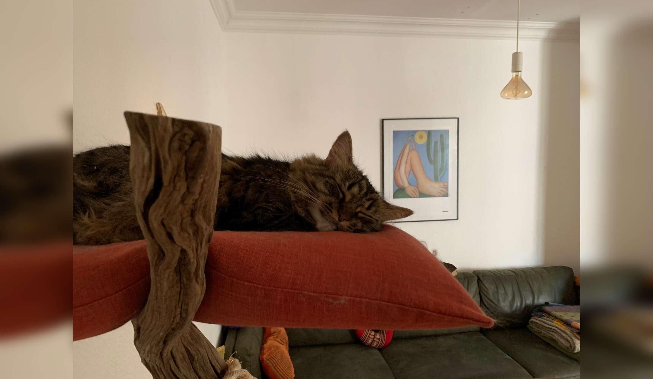 Sweet Muki is looking for a loving cat sitter - Image 7
