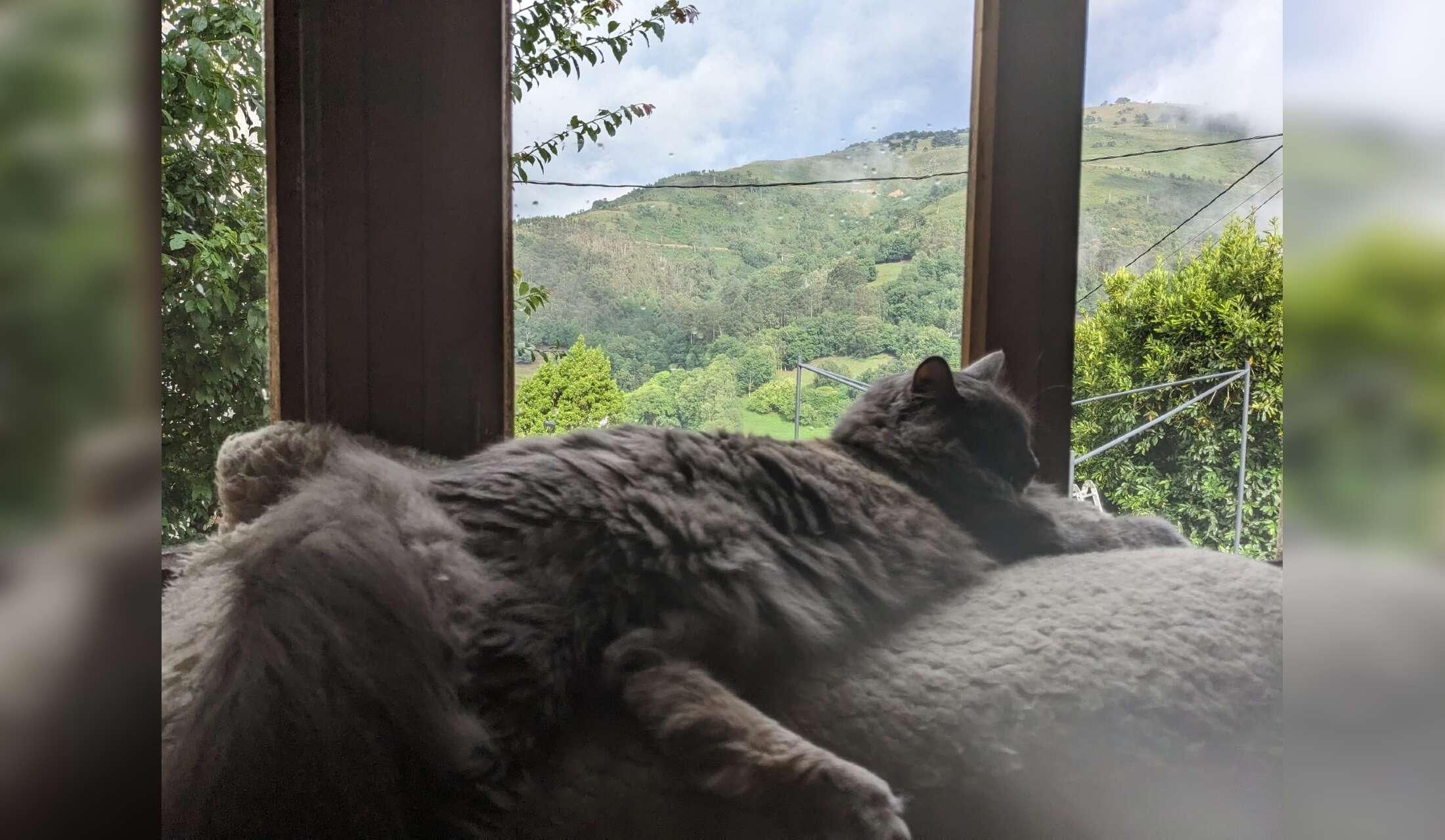 Cat sitting in the mountains - Image 2