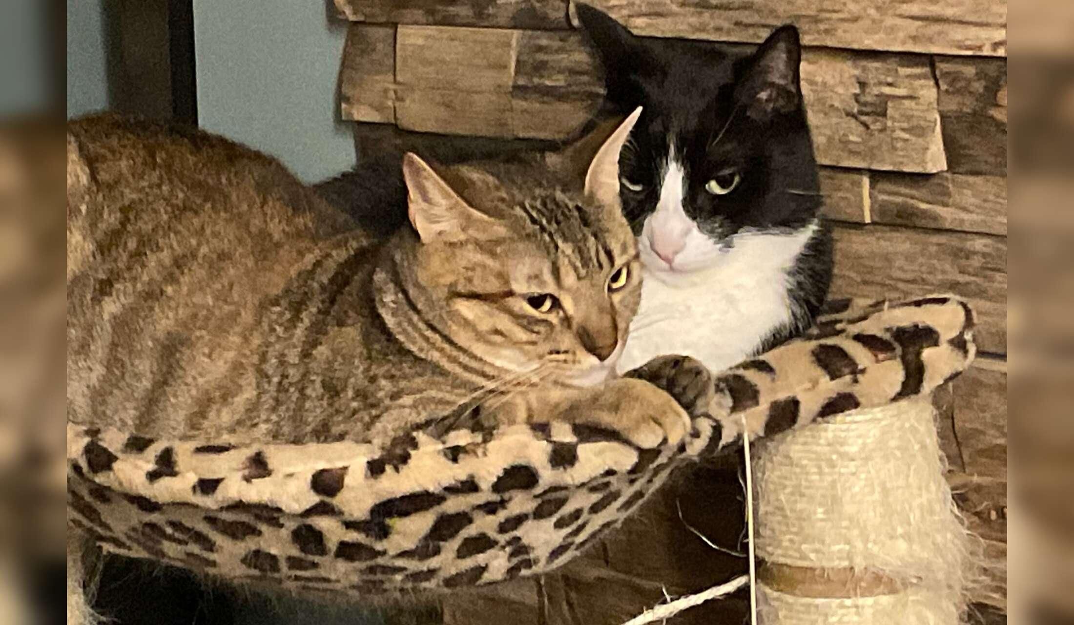Lots of Cats in New Braunfels, Texas - Image 2