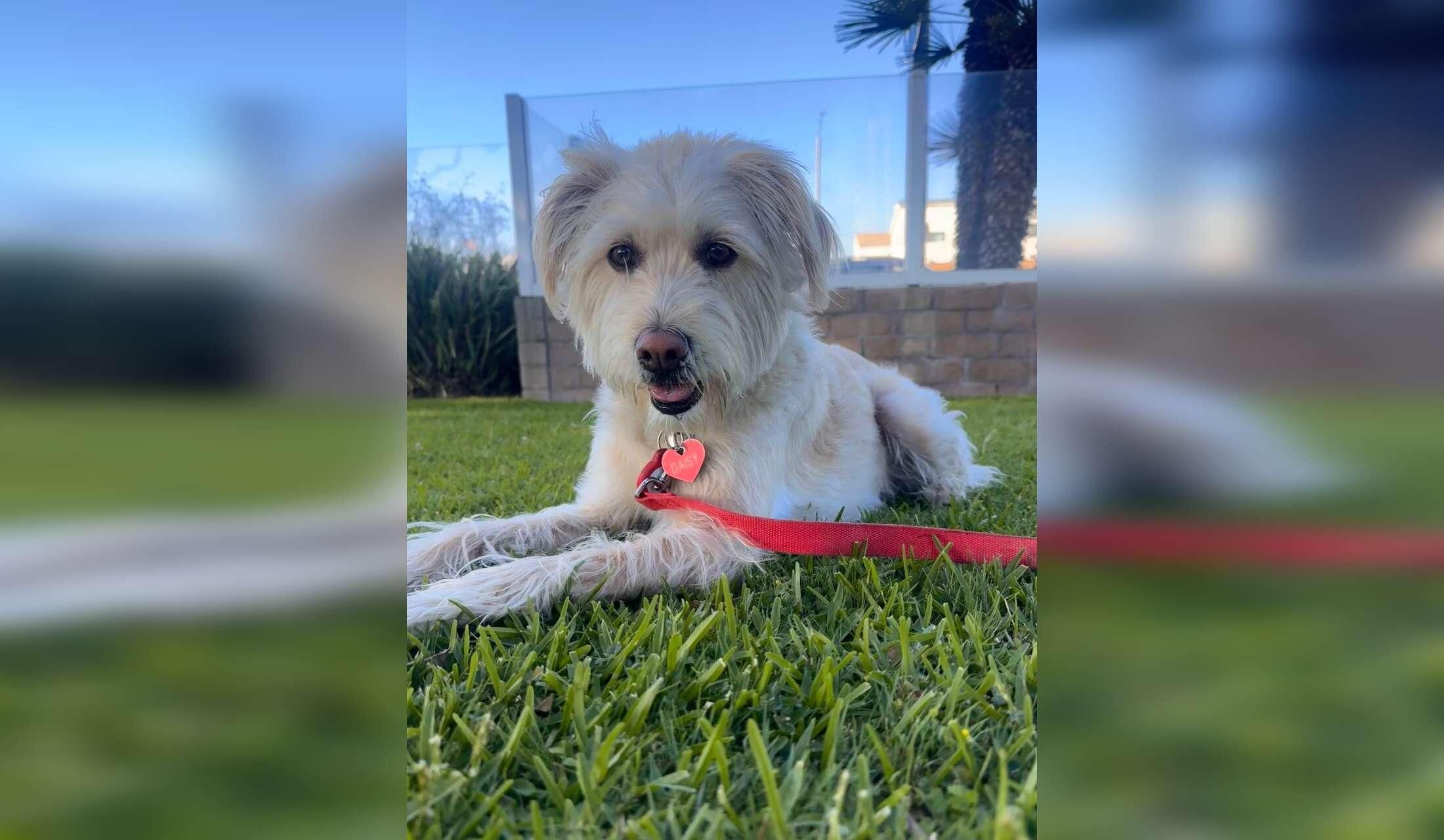 Two weeks with Daisy in Newport Beach - Image 2