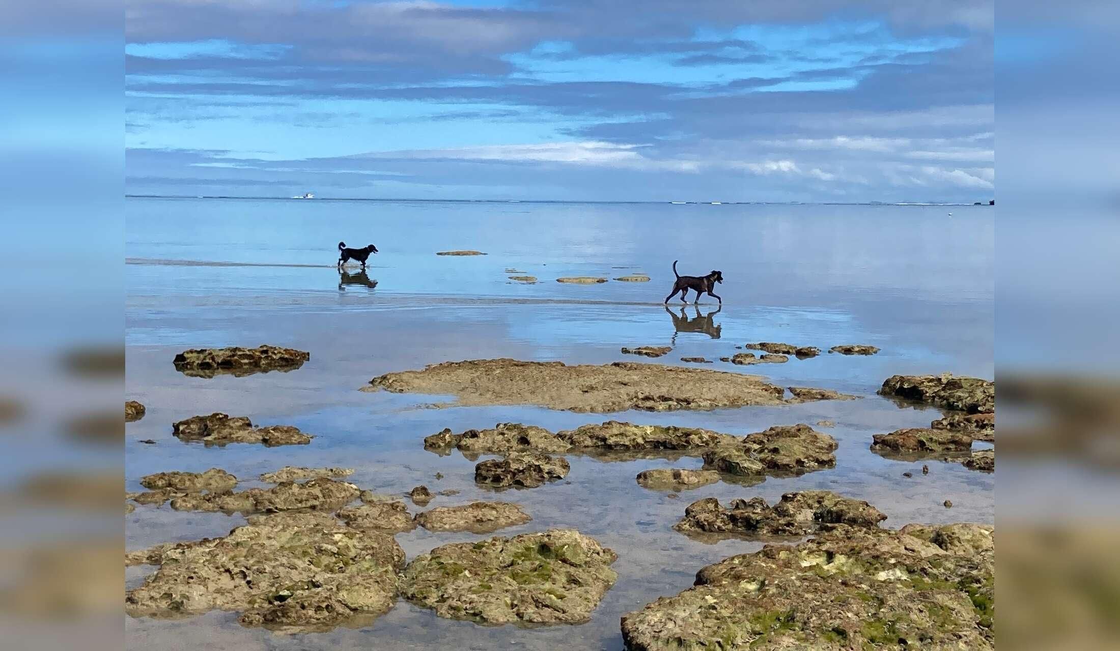 Fancy a 6 week holiday in an idyllic location in Fiji?  Dog/Cat Sitter needed! - Image 5