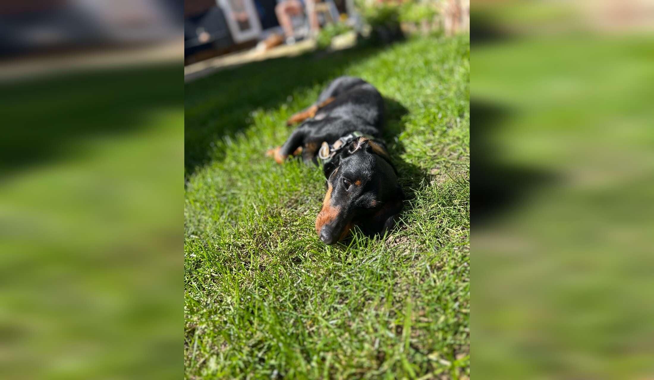 Pet sitter needed in quiet village setting - Image 8
