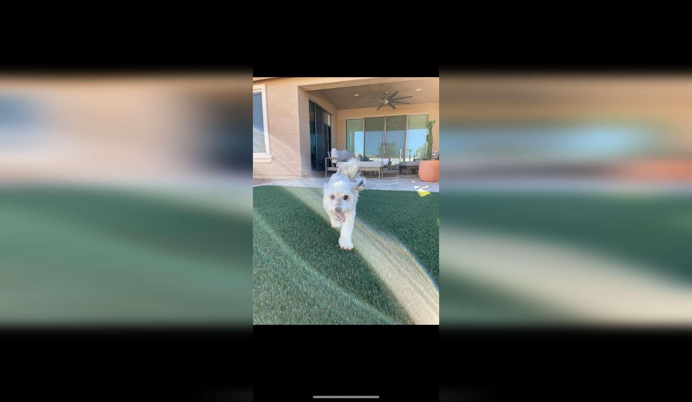 Come stay with Nacho and Blue in our desert home! - Image 9