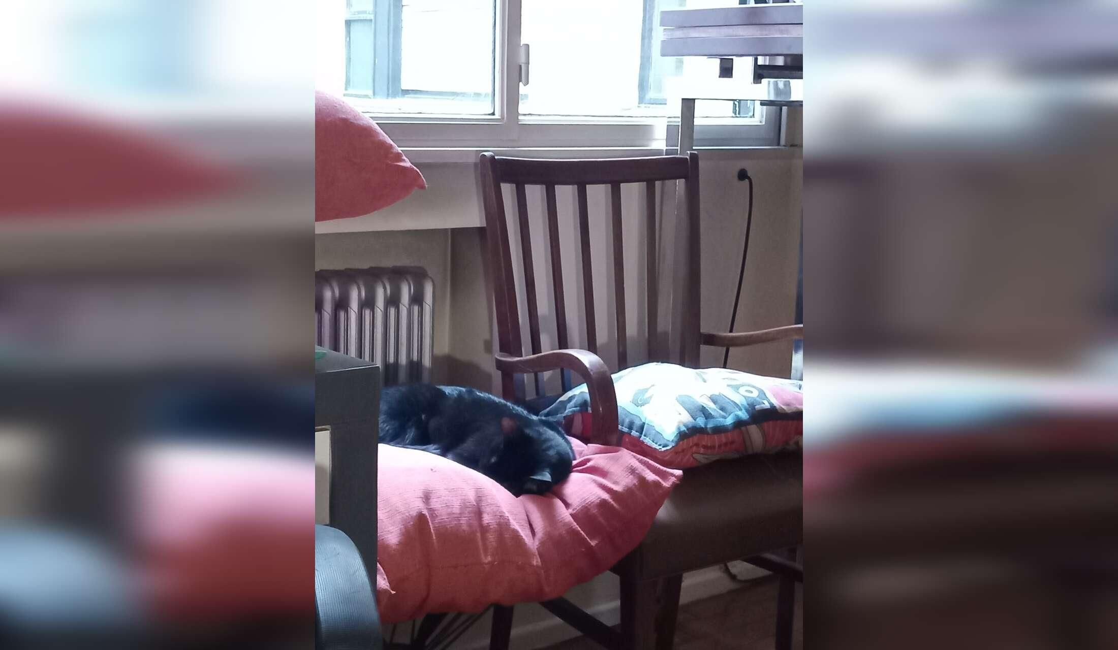 Catsitting in Buenos Aires - Image 2