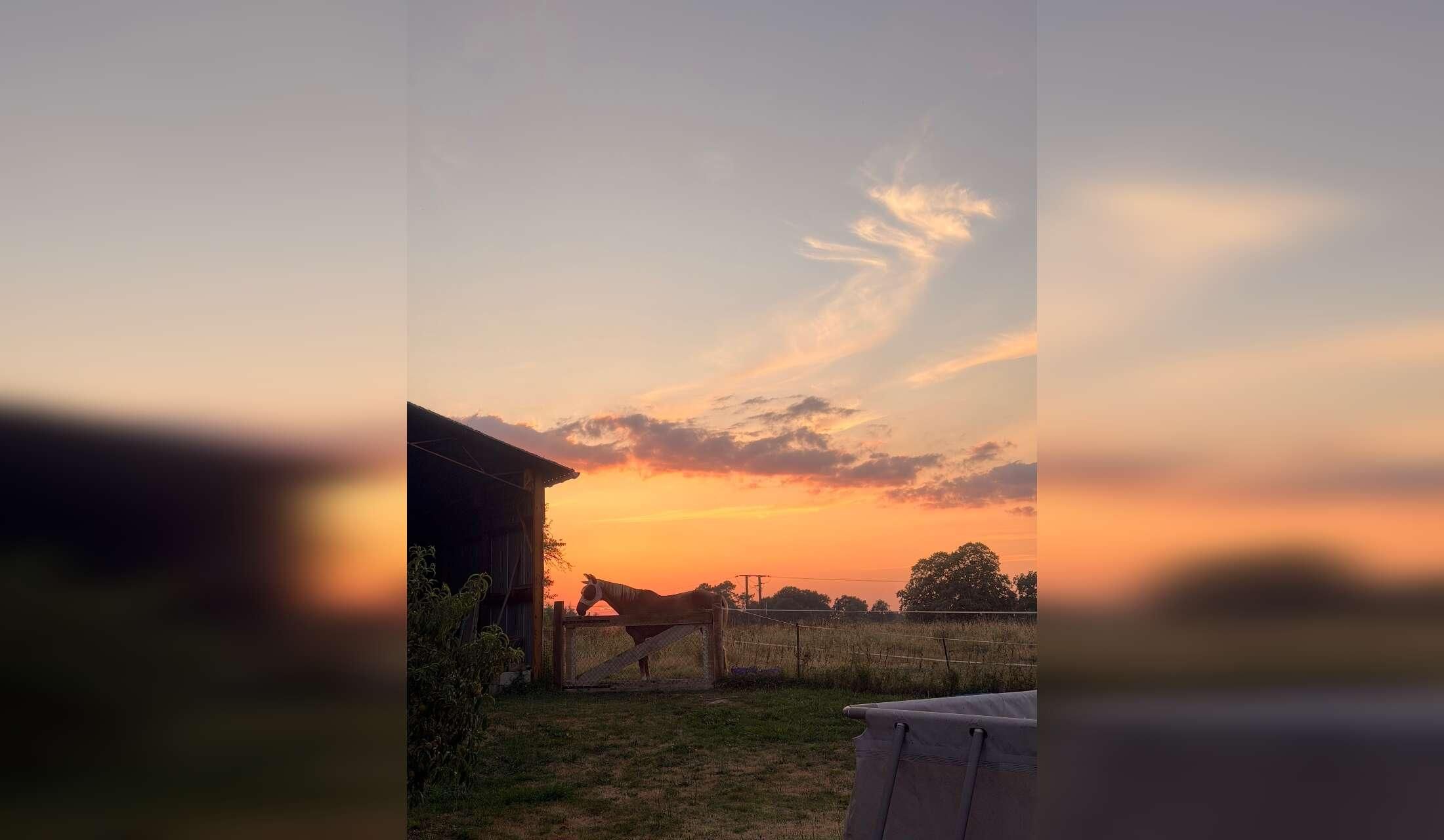 Enjoy the peace and quiet of the French countryside whilst looking after loving and well behaved dogs, a cat and a horse - Image 7