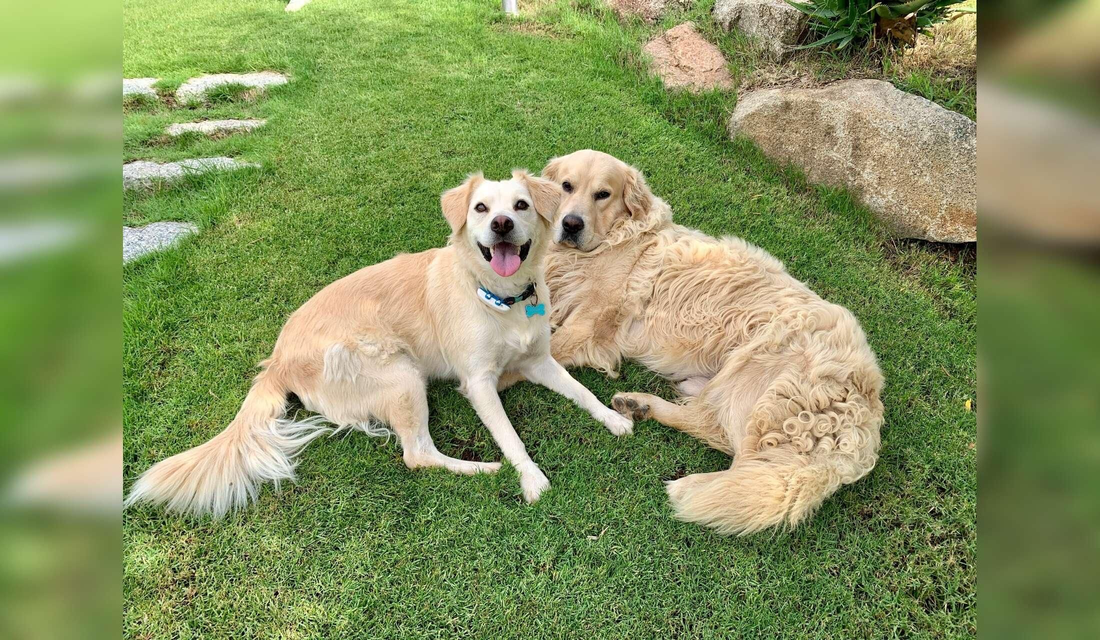 Countryside house in Sardinia with 2 lovely dogs and an old cat - Image 9