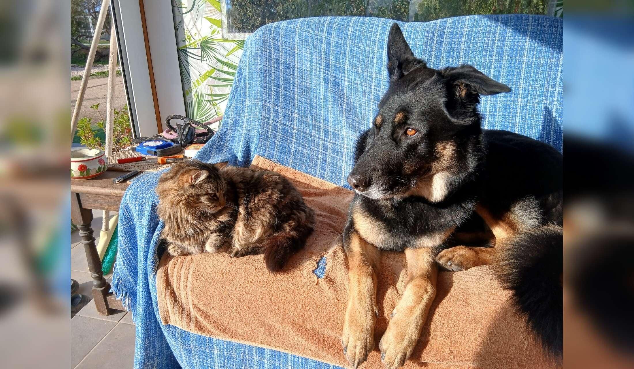 Animal sitters required from 6th - 15th September near Elche, Alicante - Image 10