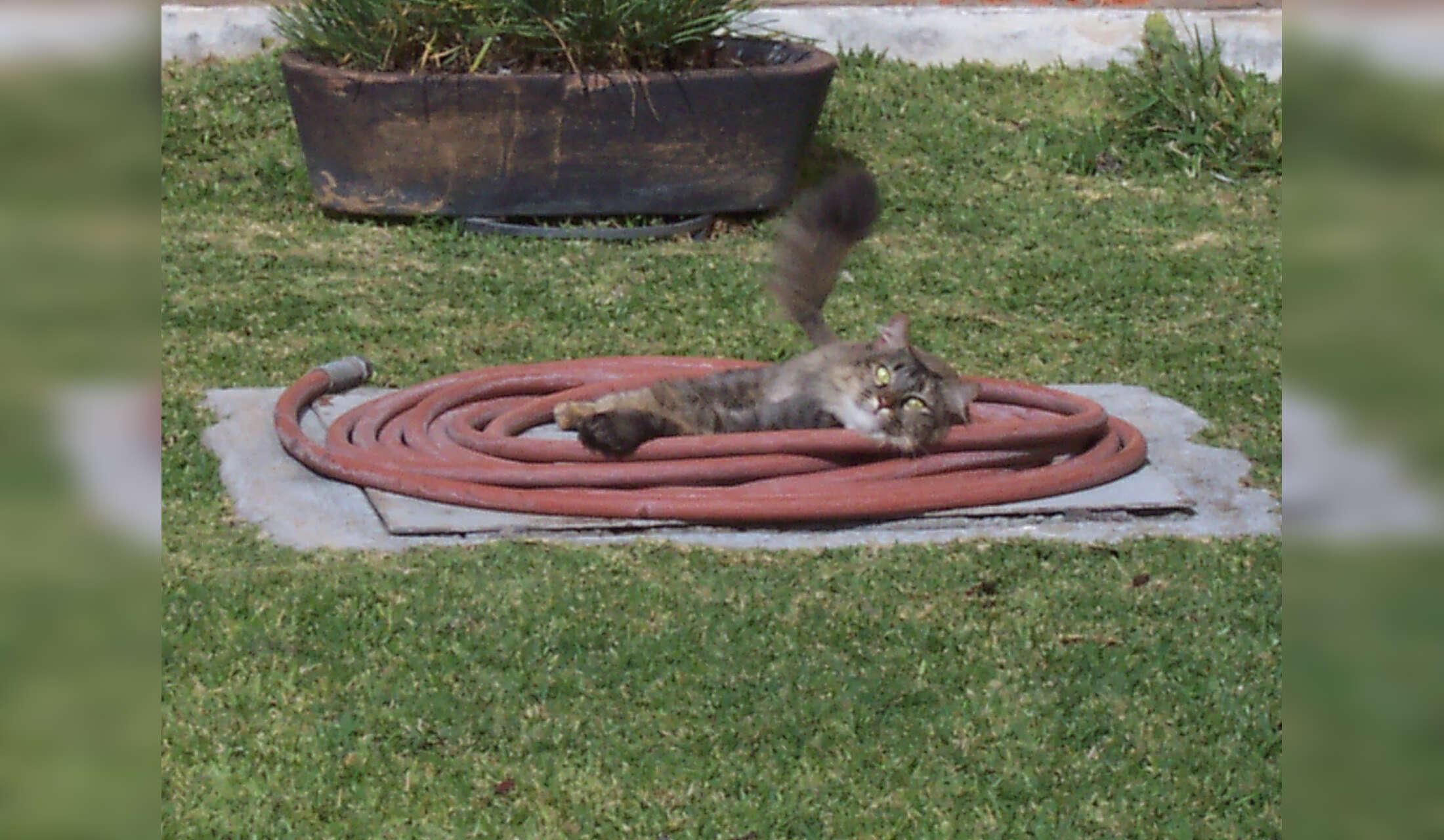 House Sitter Needed in Chapala, Jalisco, Mexico - Image 5