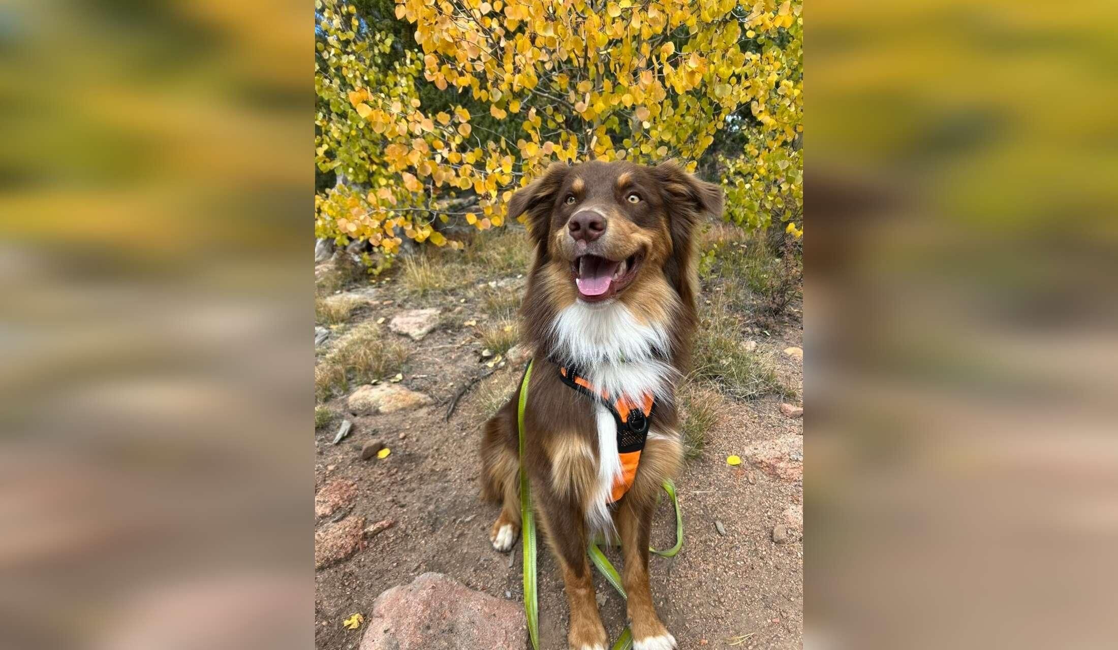 House sitter for beautiful Manitou Springs, Colorado