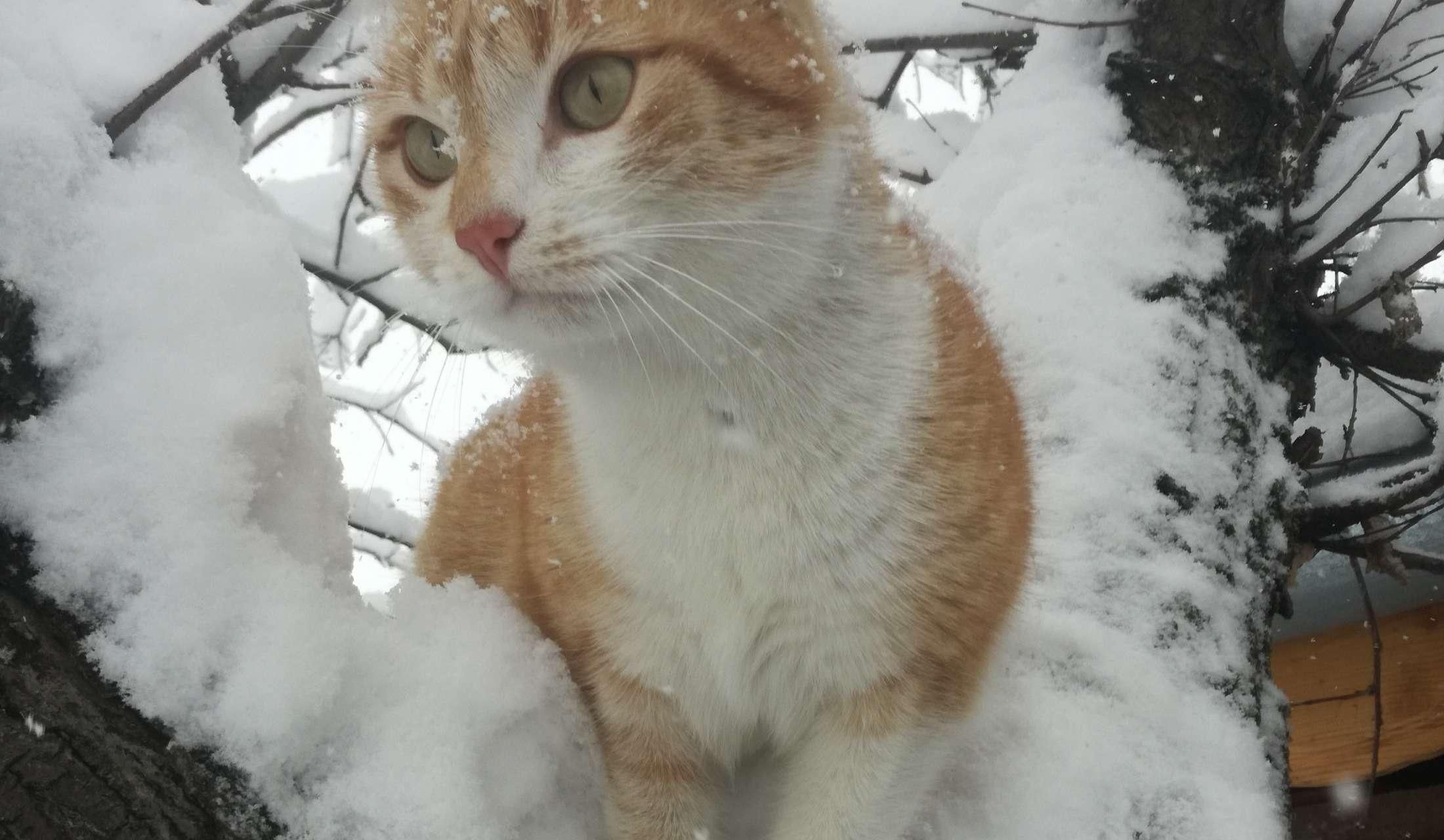 Rescue dogs and cats in rural Bulgaria - Image 7