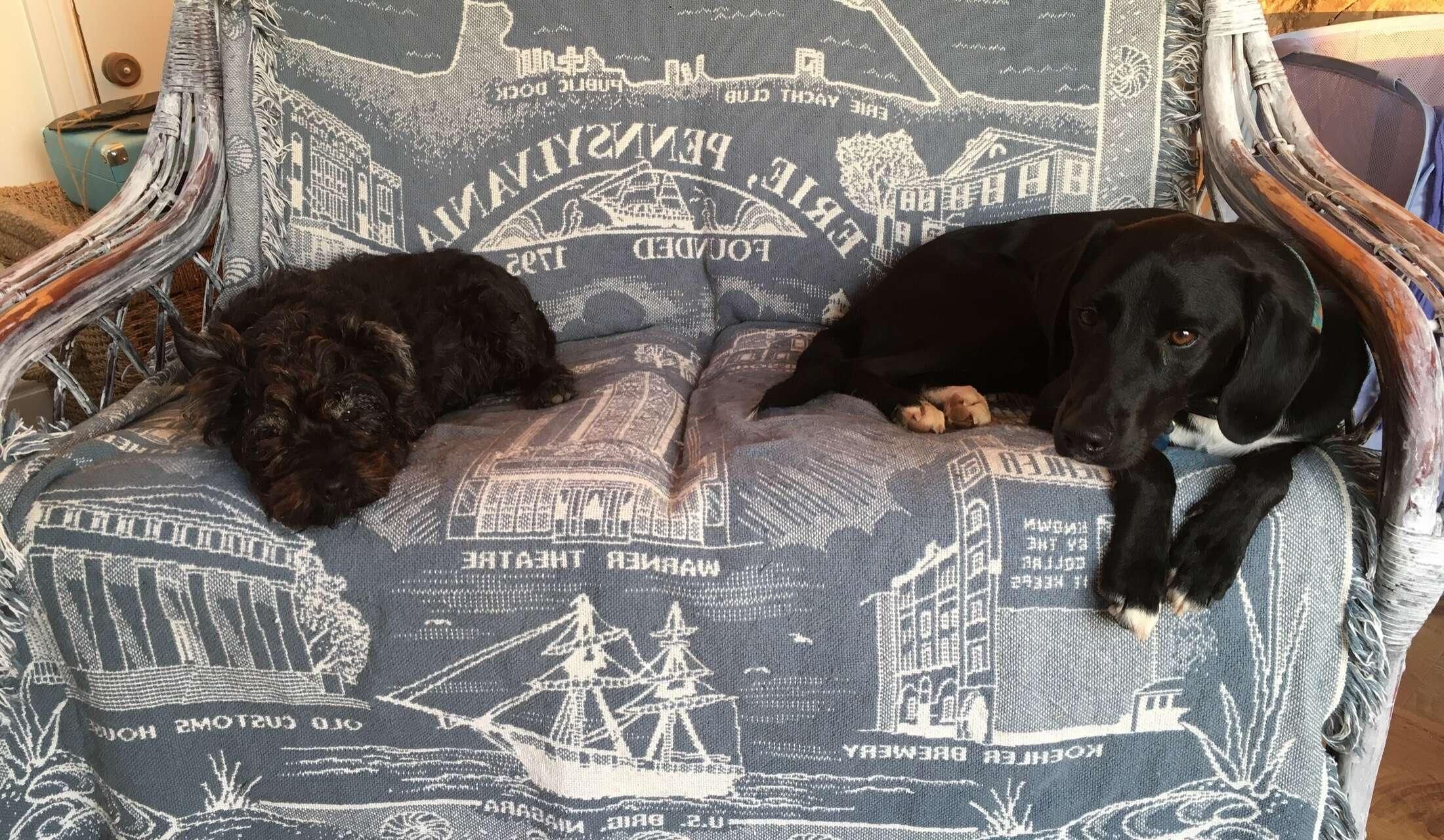 Dog lover for house sit in Dorset, UK - Image 9