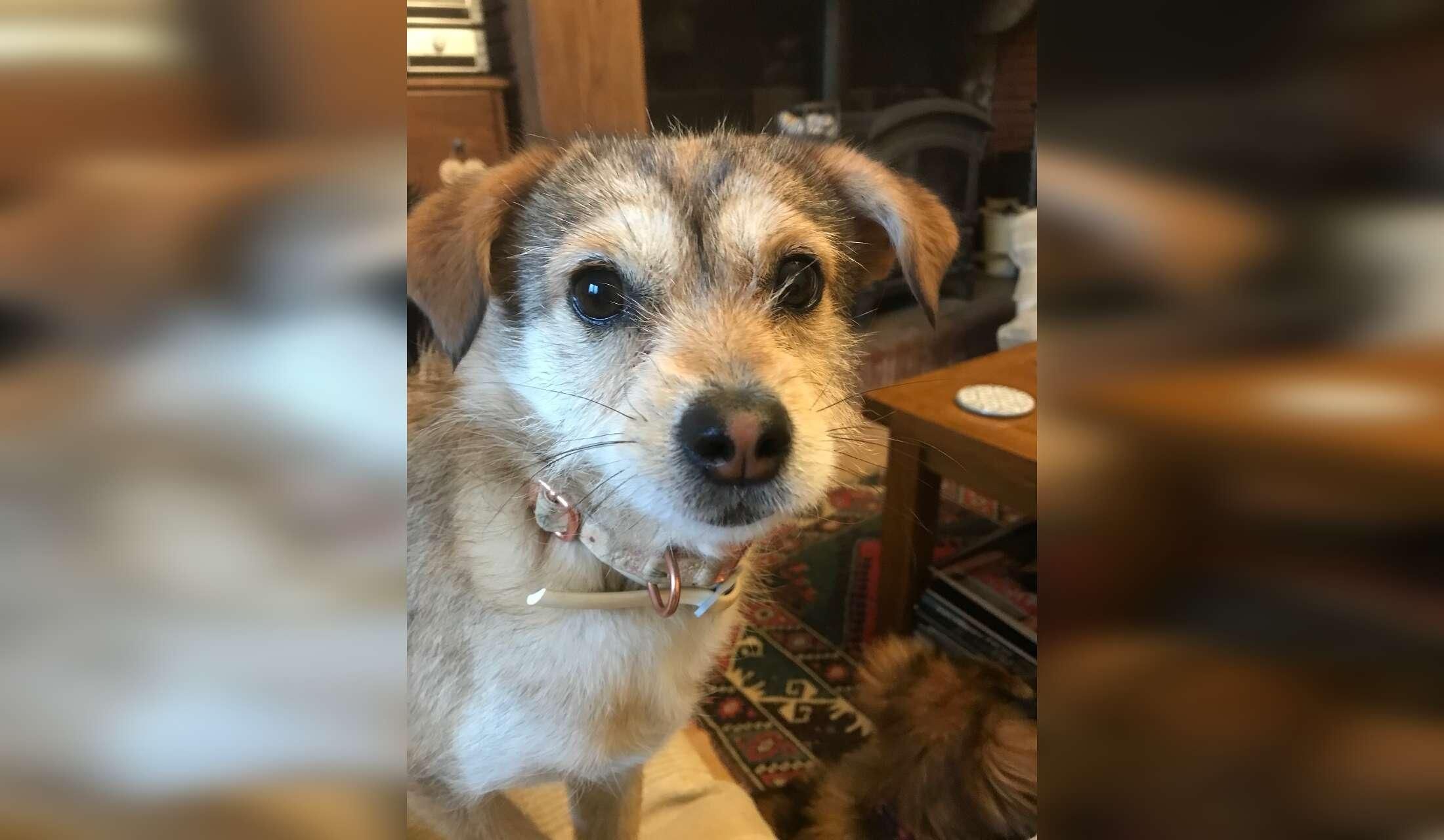 Beautiful house in the Gers with lovely affectionate dogs to look after - Image 2