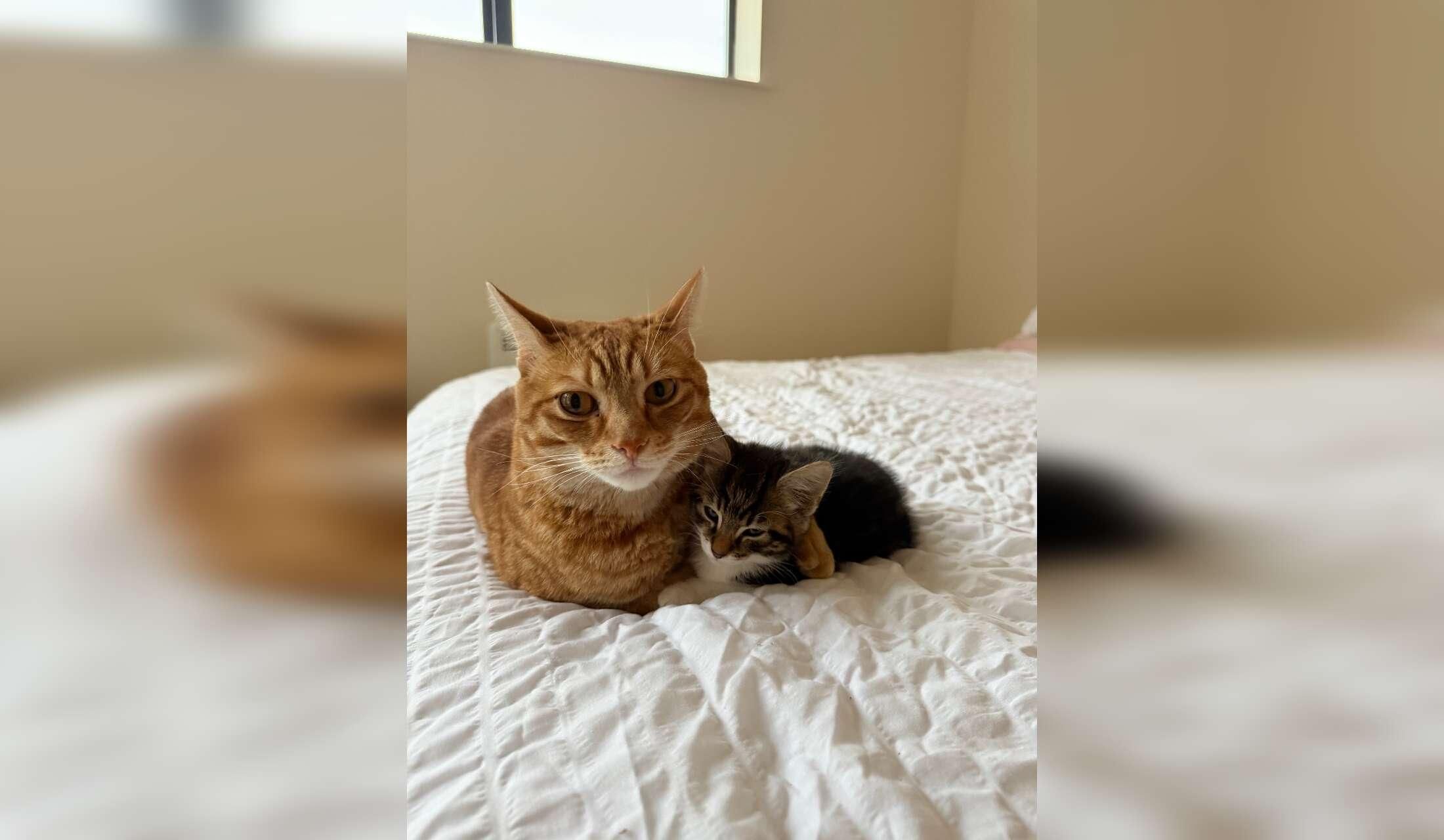 Cosy apartment in Fairview (D3) + 2 super friendly cats looking for a sitter