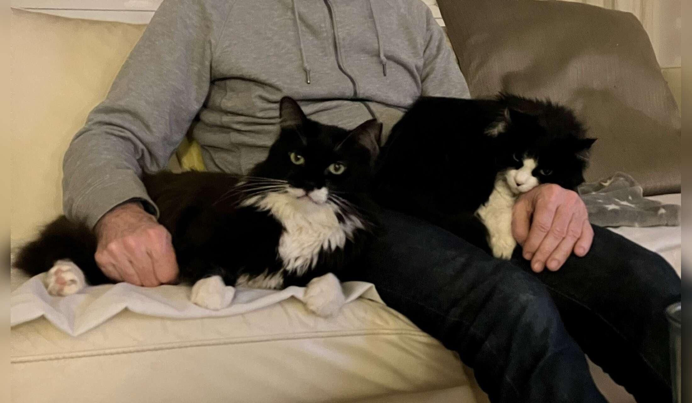 Christmas in Barcelona with two senior cats