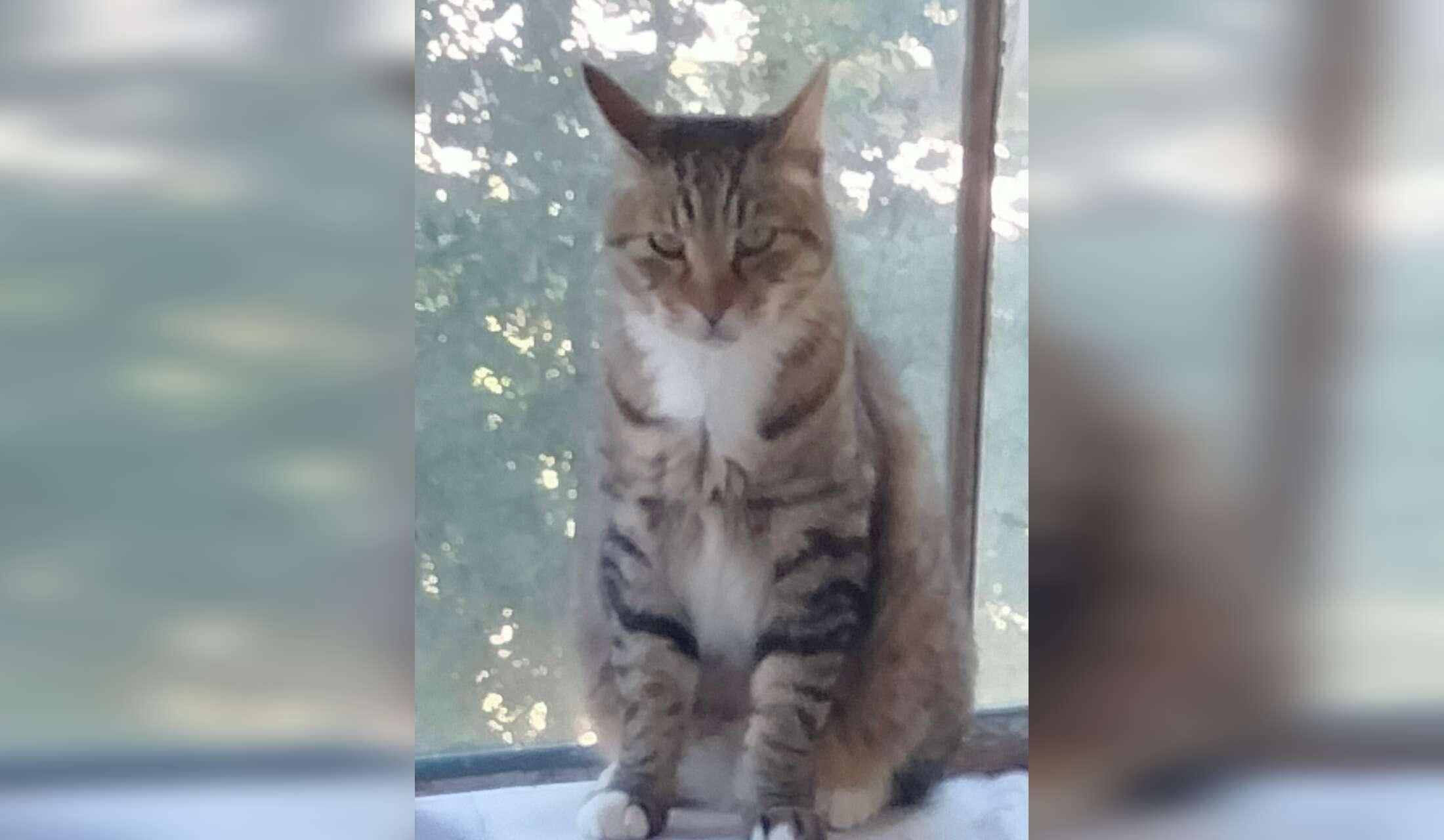 Cat Loving Sitter Wanted for 3 Months (February through April) - Image 3