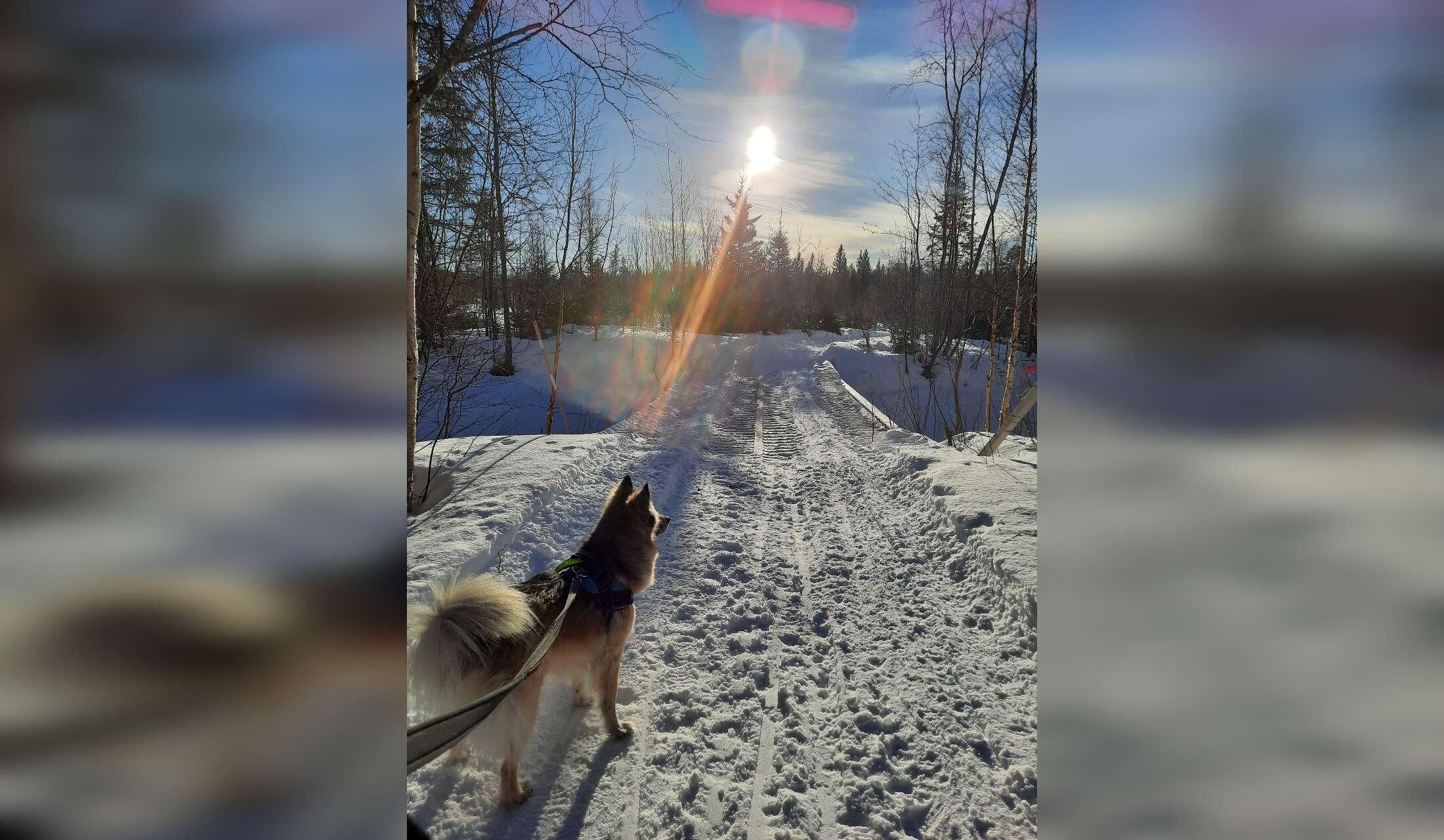 Beautiful Sweden in winter with a lovely dog and rabbit - Image 2
