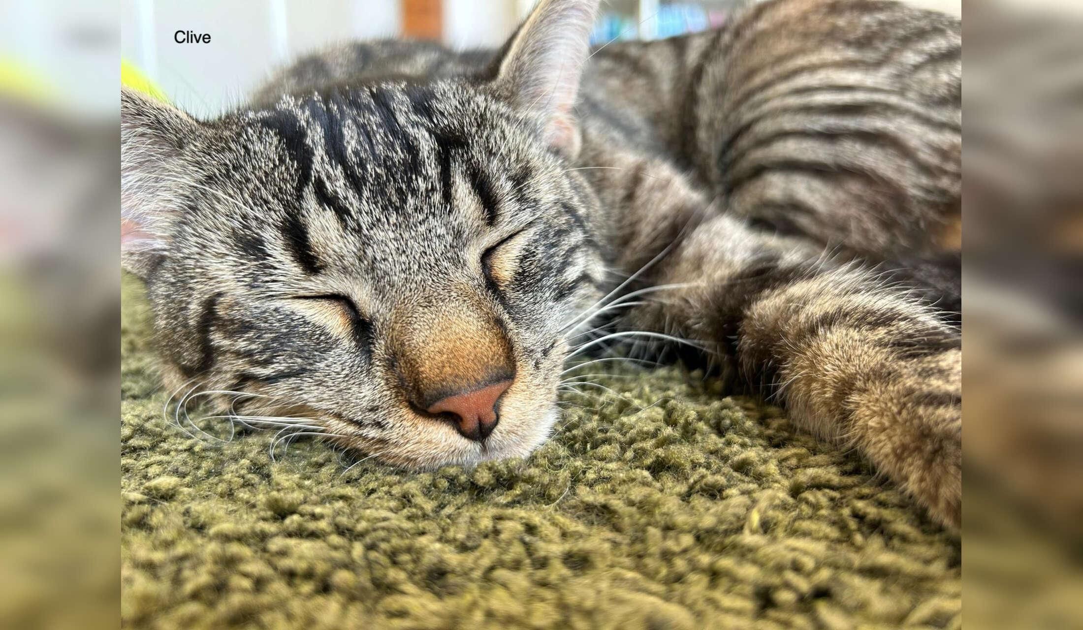 Cat Sitter Wanted: Cosy October Stay (2 weeks) in Our House near Lausanne - Image 2
