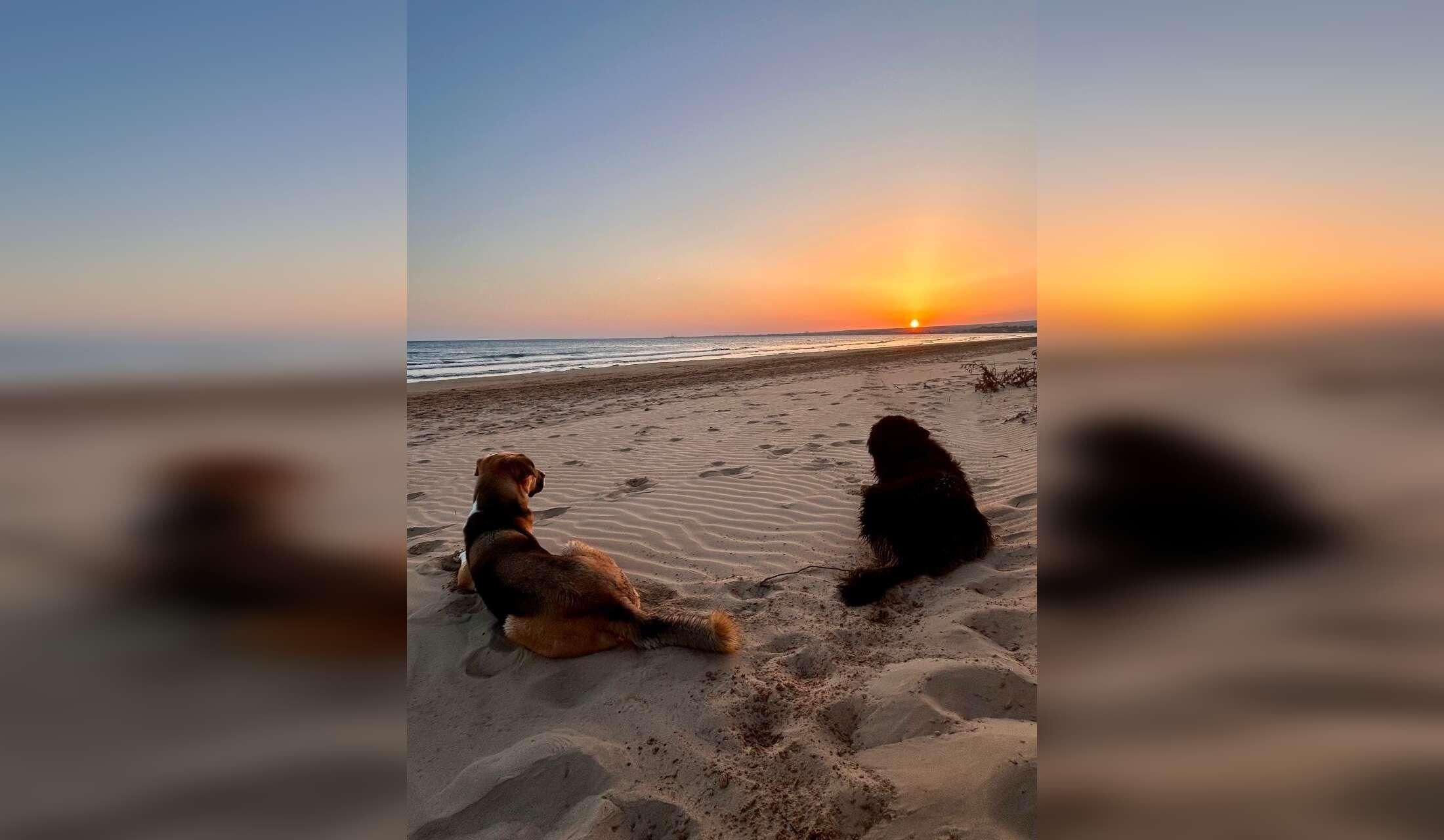 Winter by the sea in Sicily with two dogs and two cats - Image 6