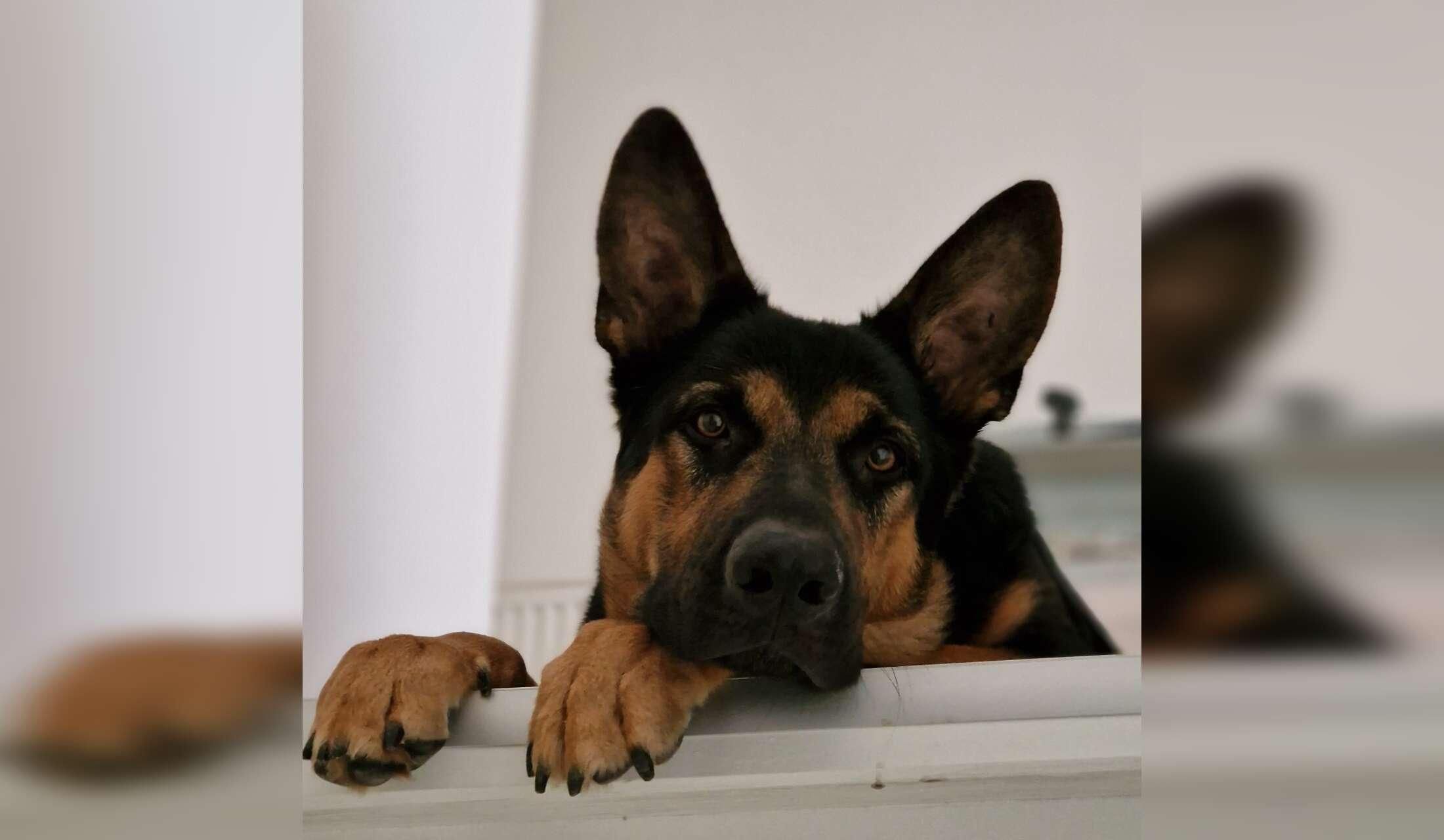 Looking for kind and experienced sitters - Image 4