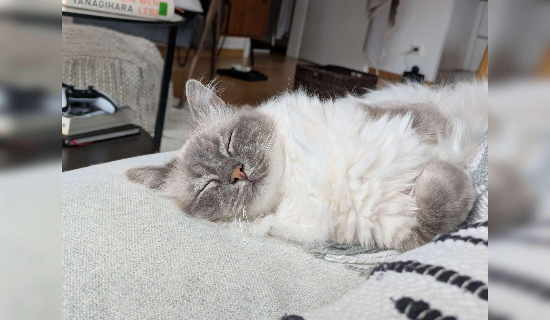 Looking for a cat sitter for 2 Sacred Birman cats near Munich