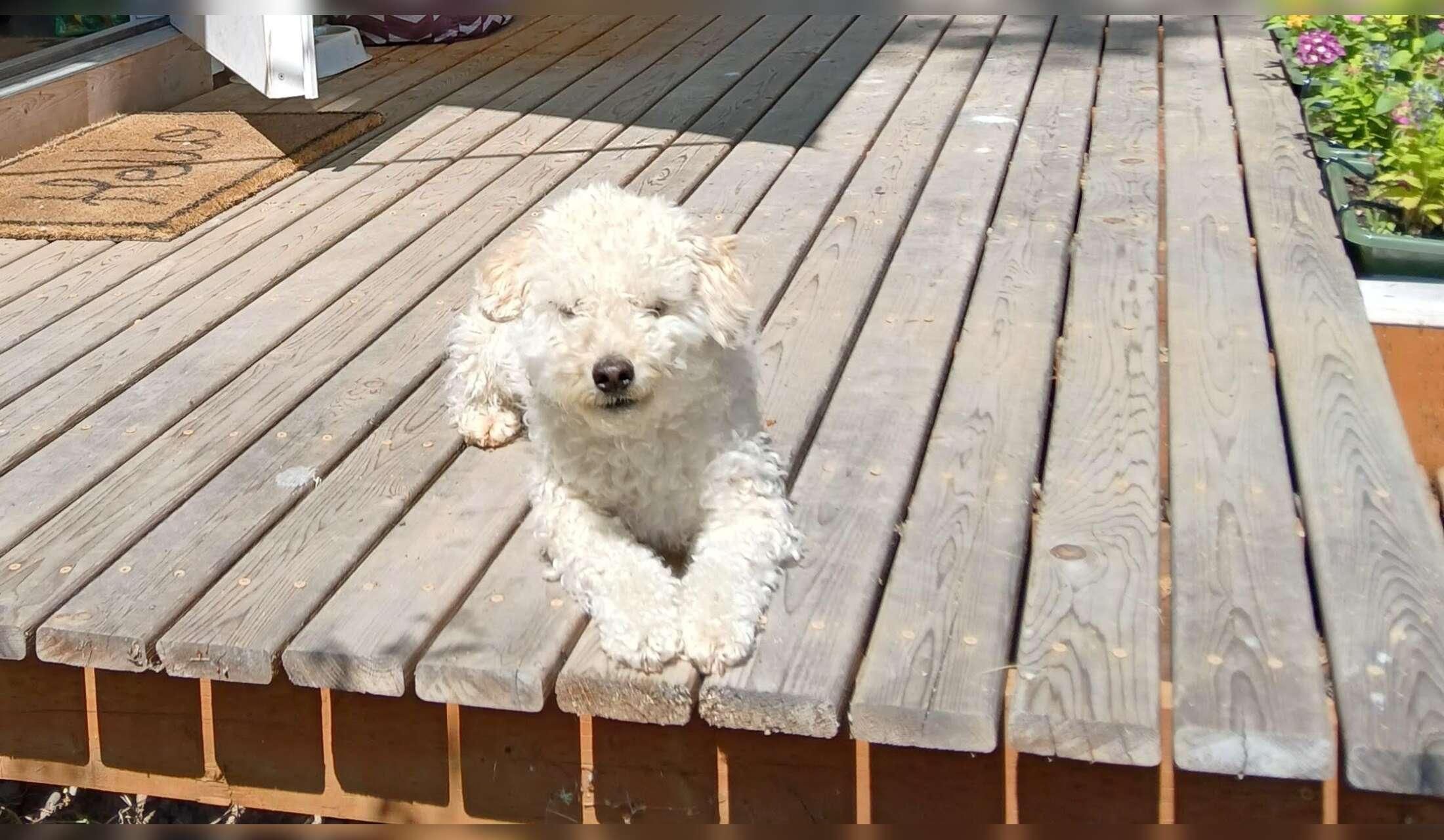 Feb-March 2027-(7 weeks)  Dog and House Sitter Needed in Beautiful Southern Oregon