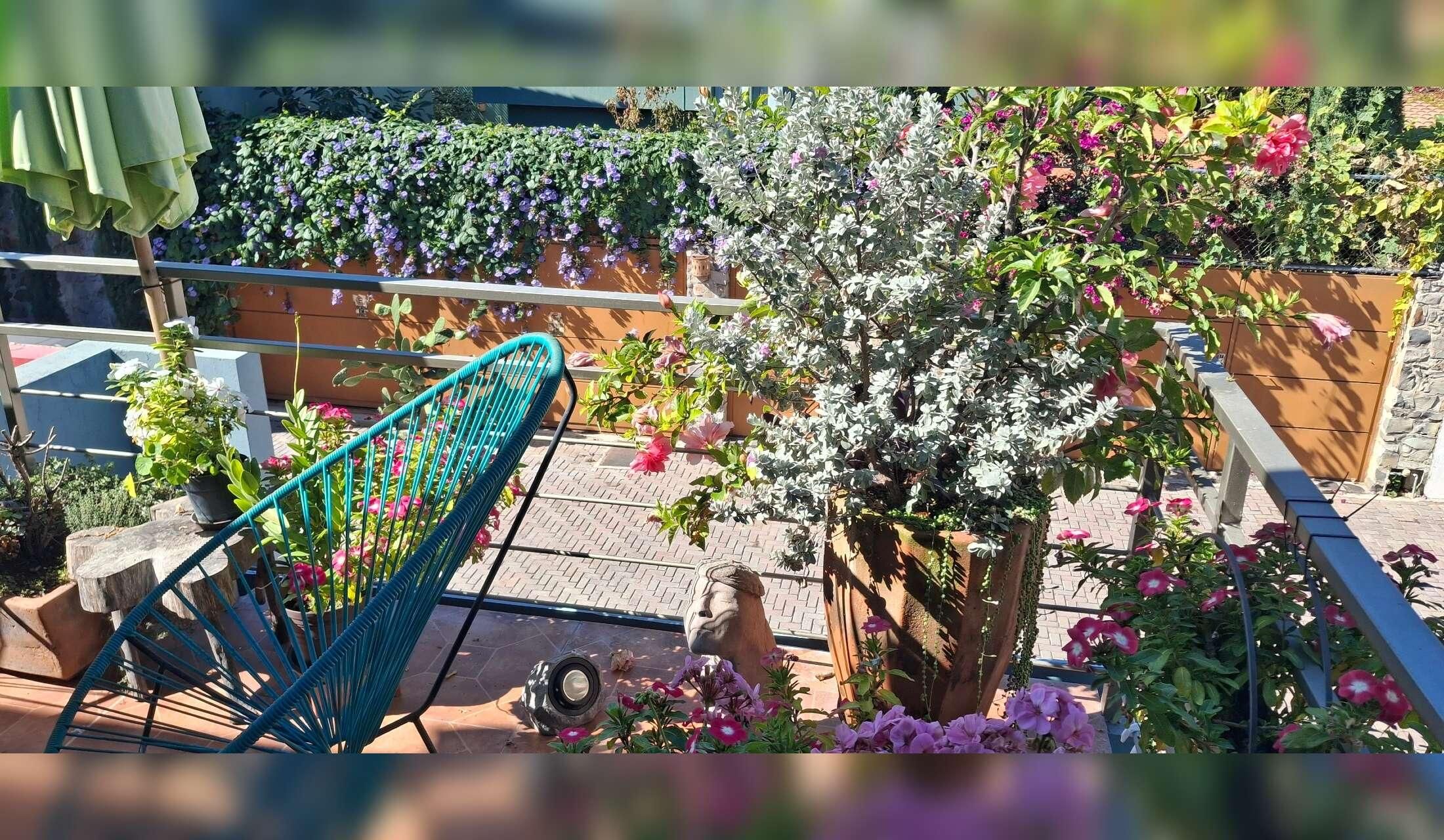 Ajijic, Mexico Apartment - Care for Cat, Potted Plants and Hummingbirds - Image 2