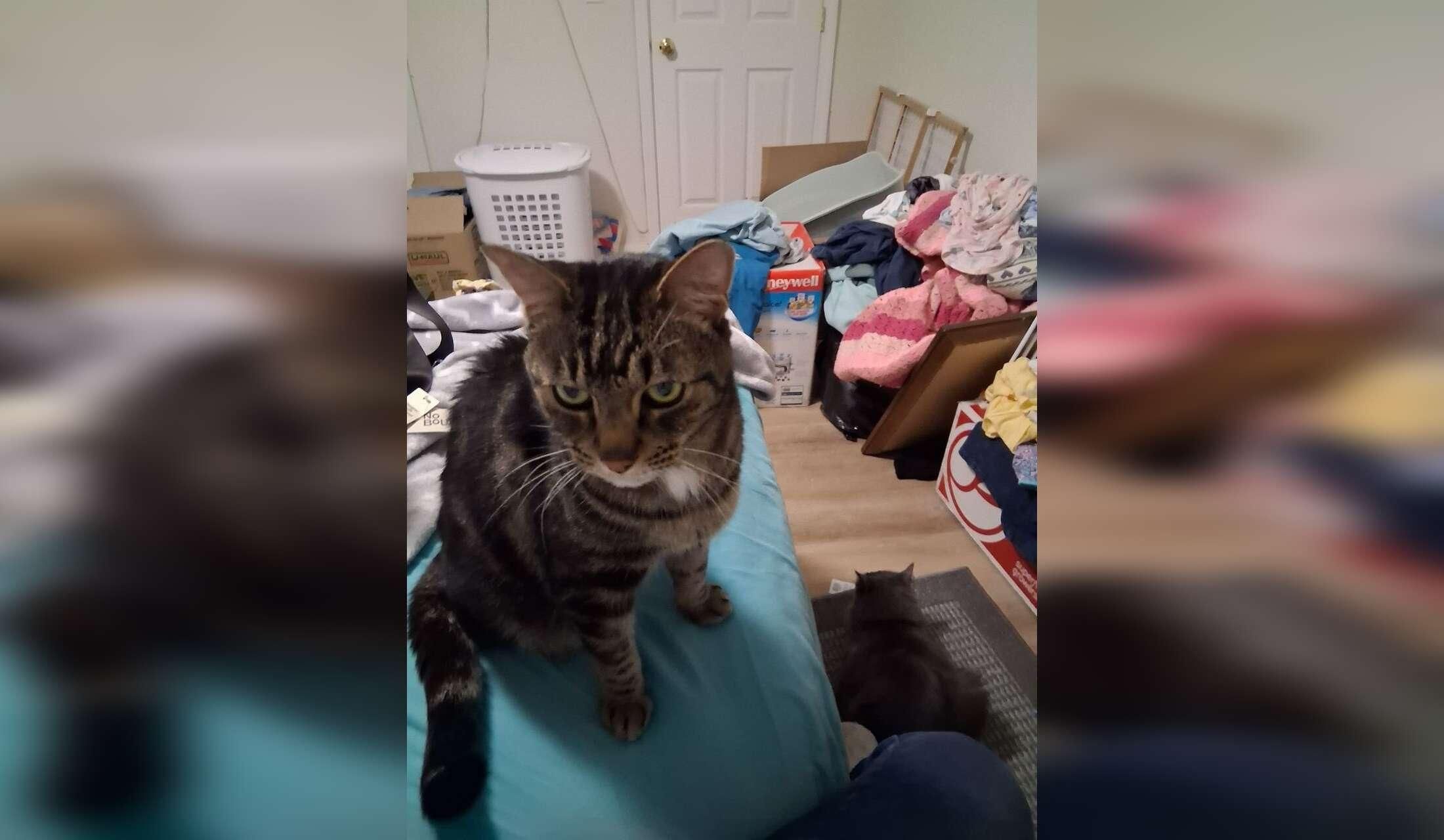 Responsible house sitter wanted for cozy home - Image 3