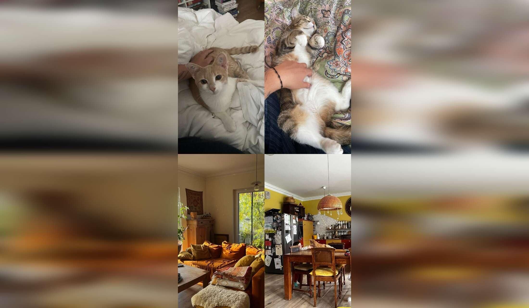 Suchen eine/n Haussitter/In der/die auf unser Grundstück, unsere Katzen und Geckos aufpasst! - Image 4