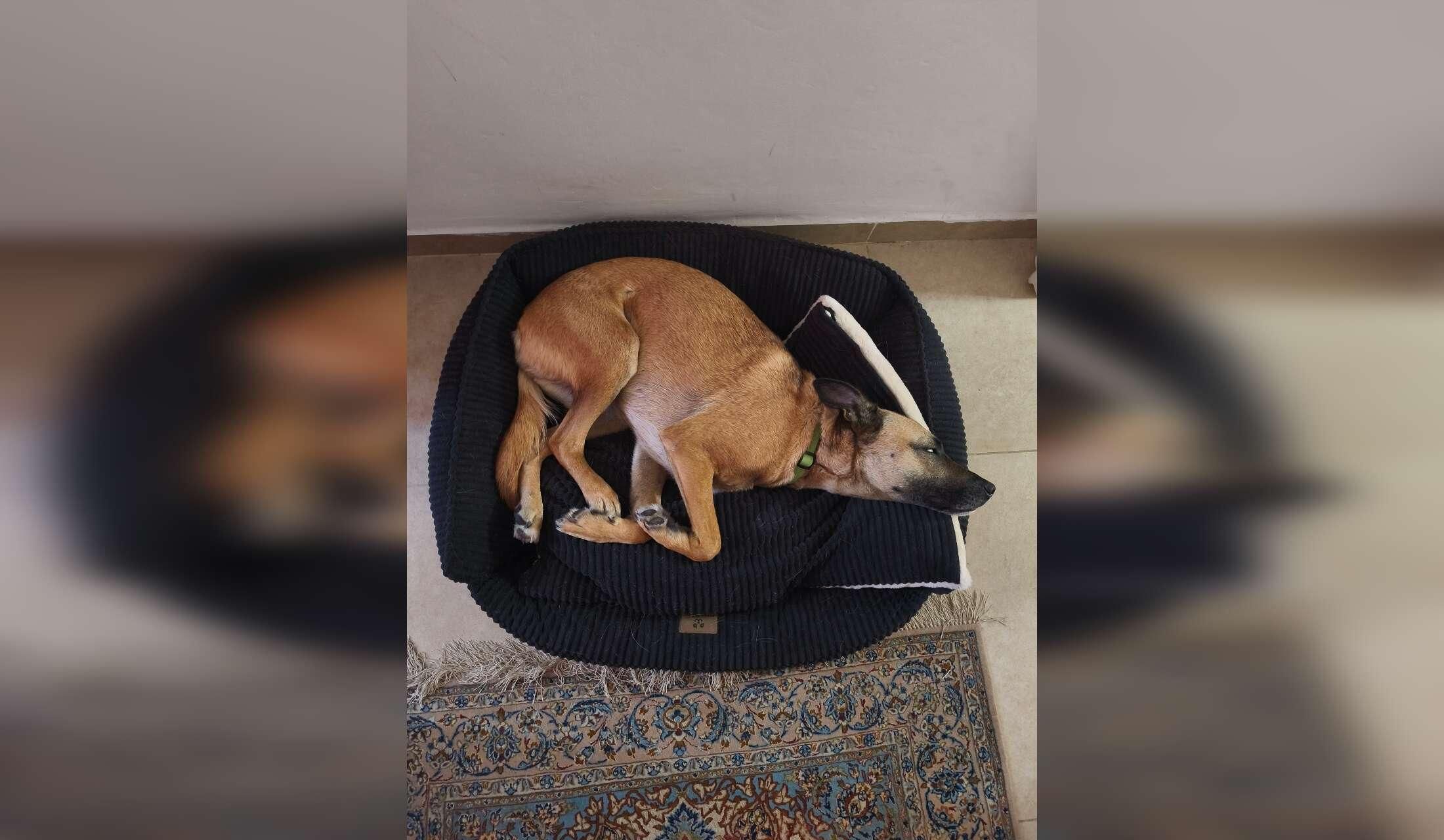 Two Weeks in the Haifa Area with a Sweet Dog - Image 4