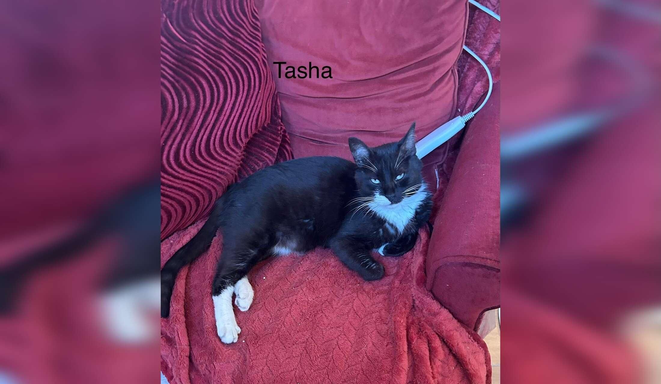 Interviewing for cat sitter - Image 5