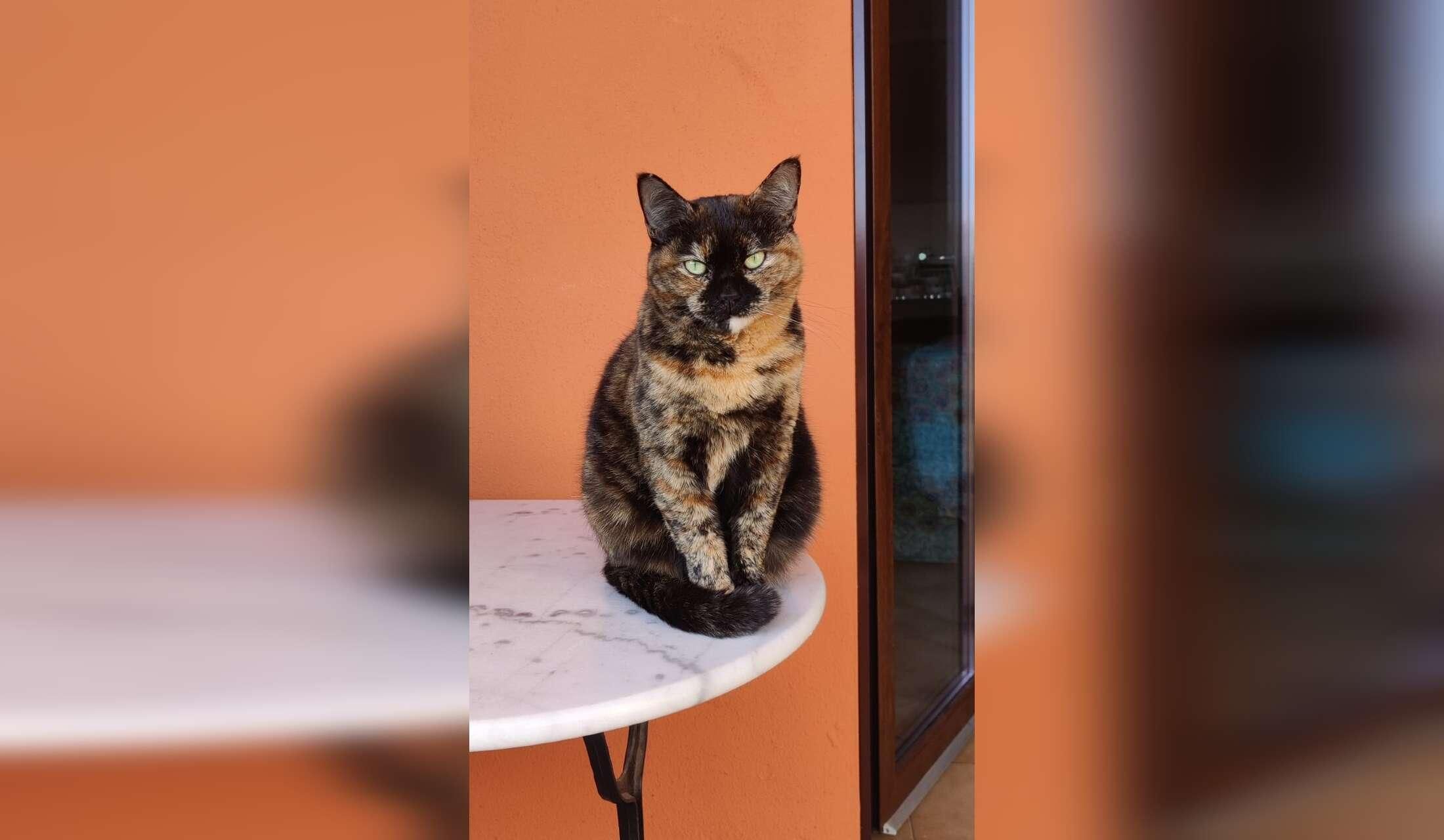 House keeper/cat sitter, with accomodation into house - Image 4
