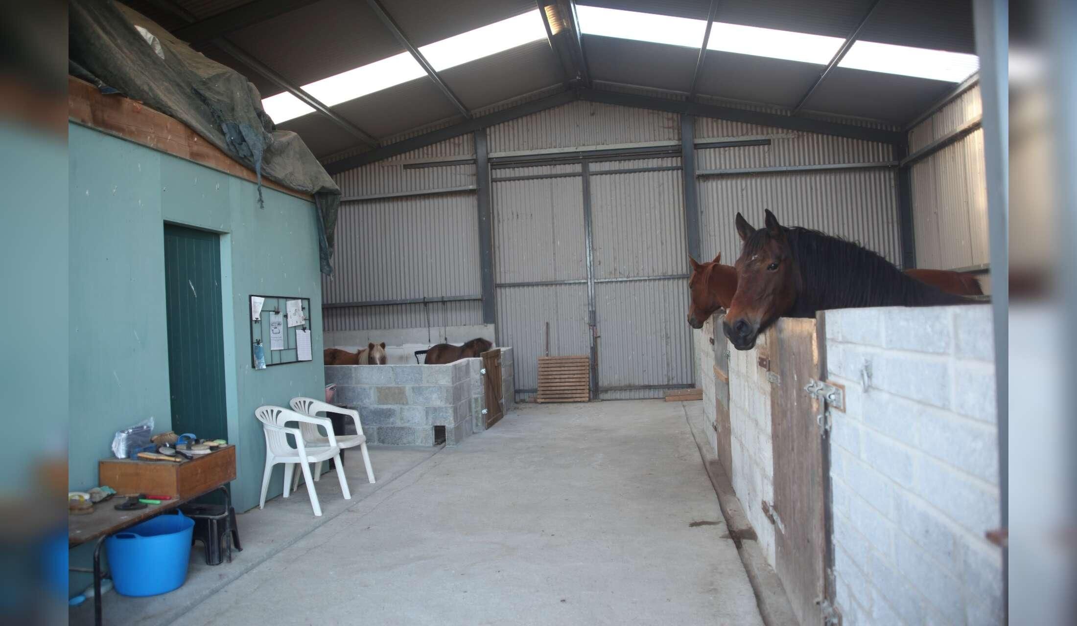 Beautiful Quiet, Rural, Multi-Animal Pet Sit Over Christmas in South Kilkenny - Image 6