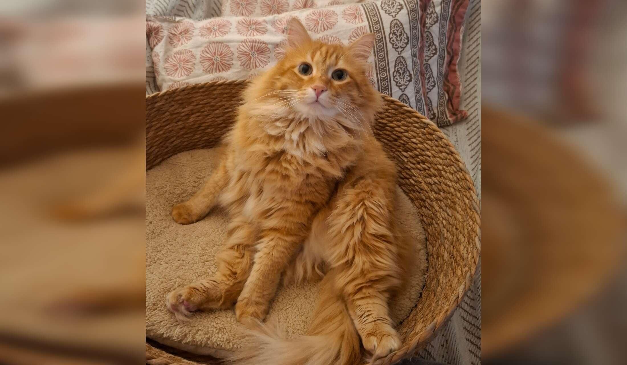 Mainly catsitting for 2 angels in Aarhus - Image 2