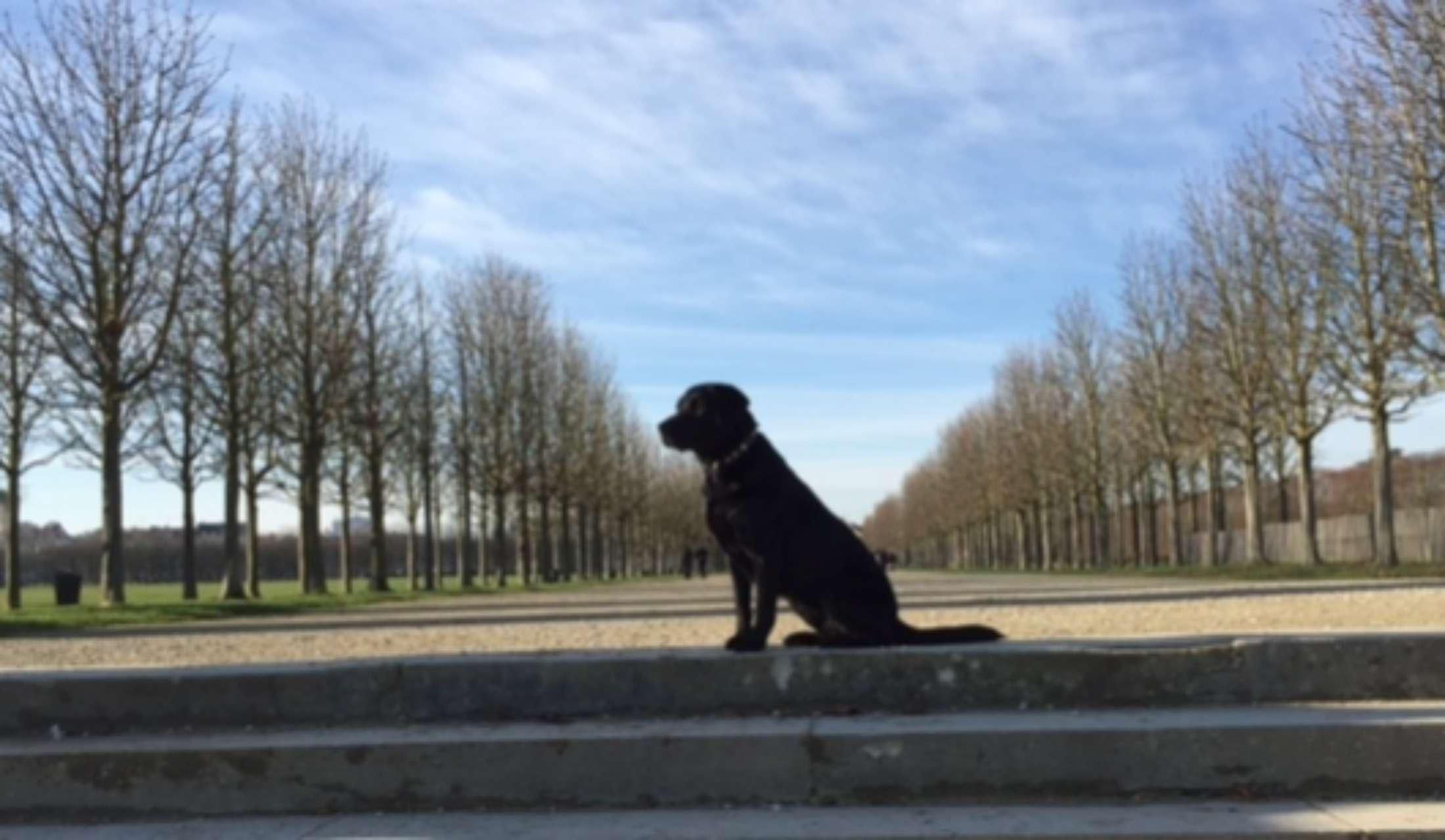 Beautiful old house in St Germain en Laye close to Paris, lovely garden, watched over by friendly black labrador